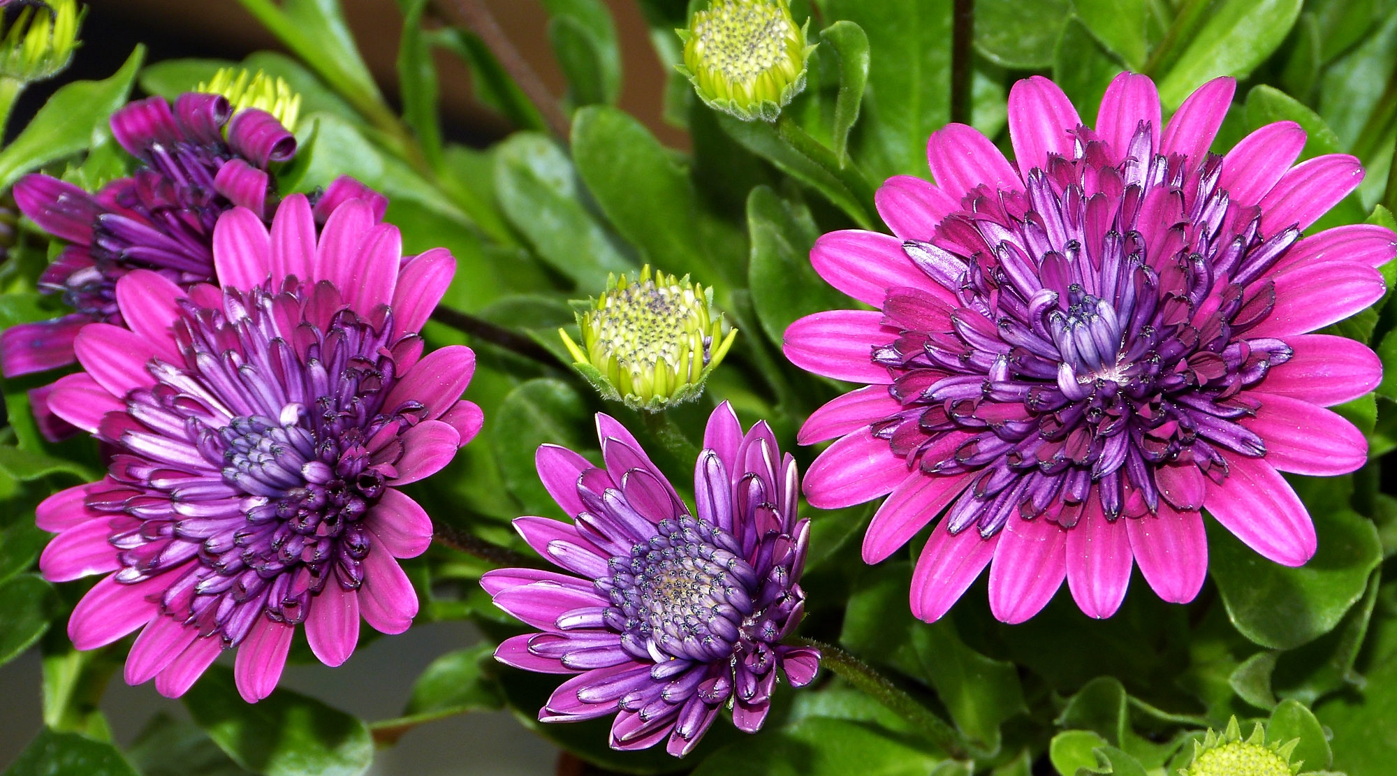 Download mobile wallpaper Flowers, Flower, Leaf, Earth, Purple Flower for free.