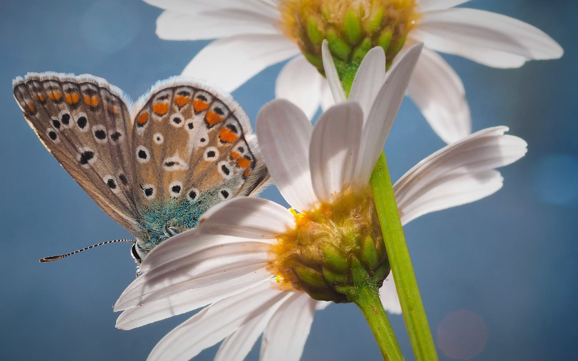 Free download wallpaper Flower, Macro, Butterfly, Animal, White Flower on your PC desktop