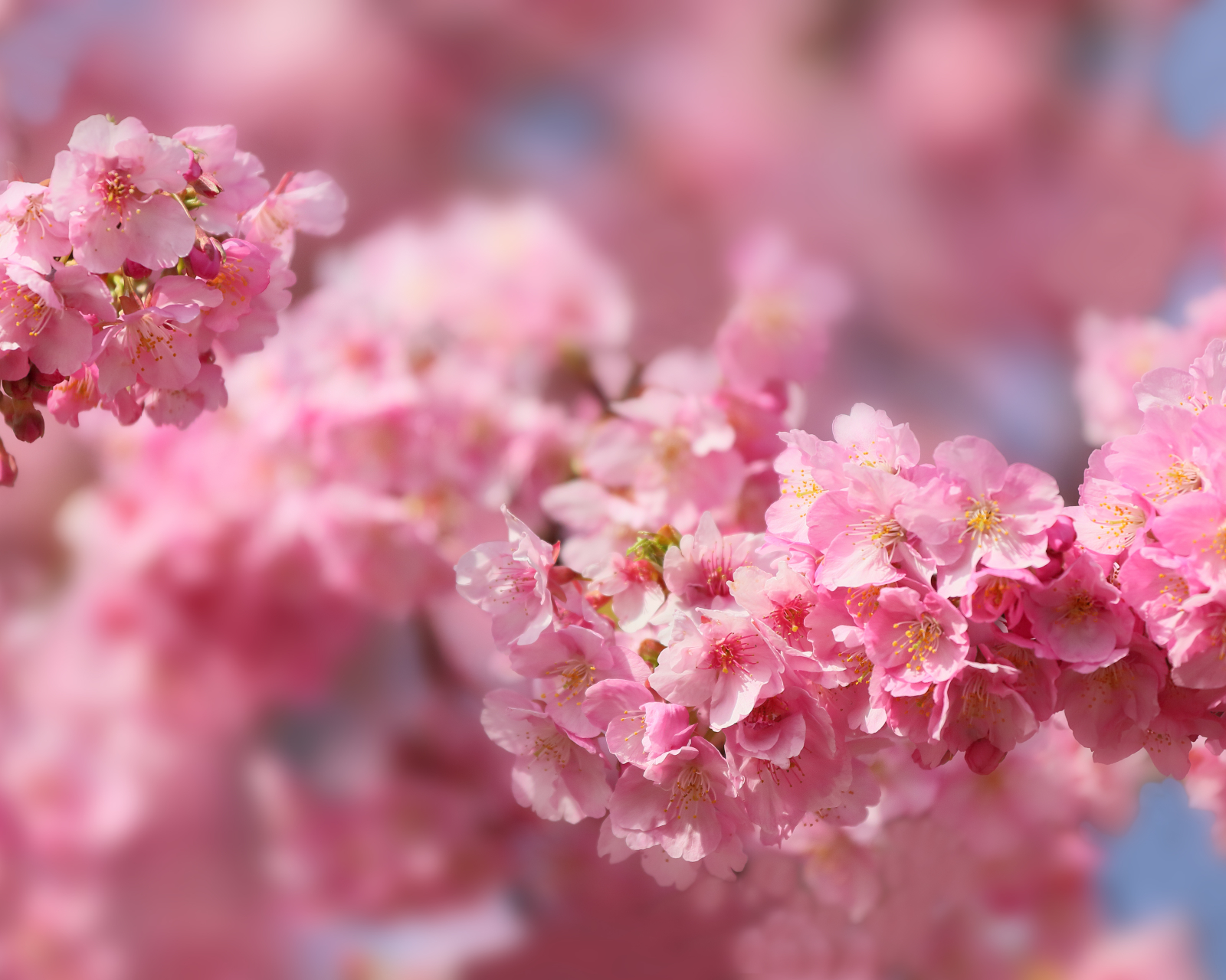 Скачать картинку Природа, Сакура, Япония, Весна, Цветущие, Цвести, Земля/природа, Вишня В Цвету в телефон бесплатно.