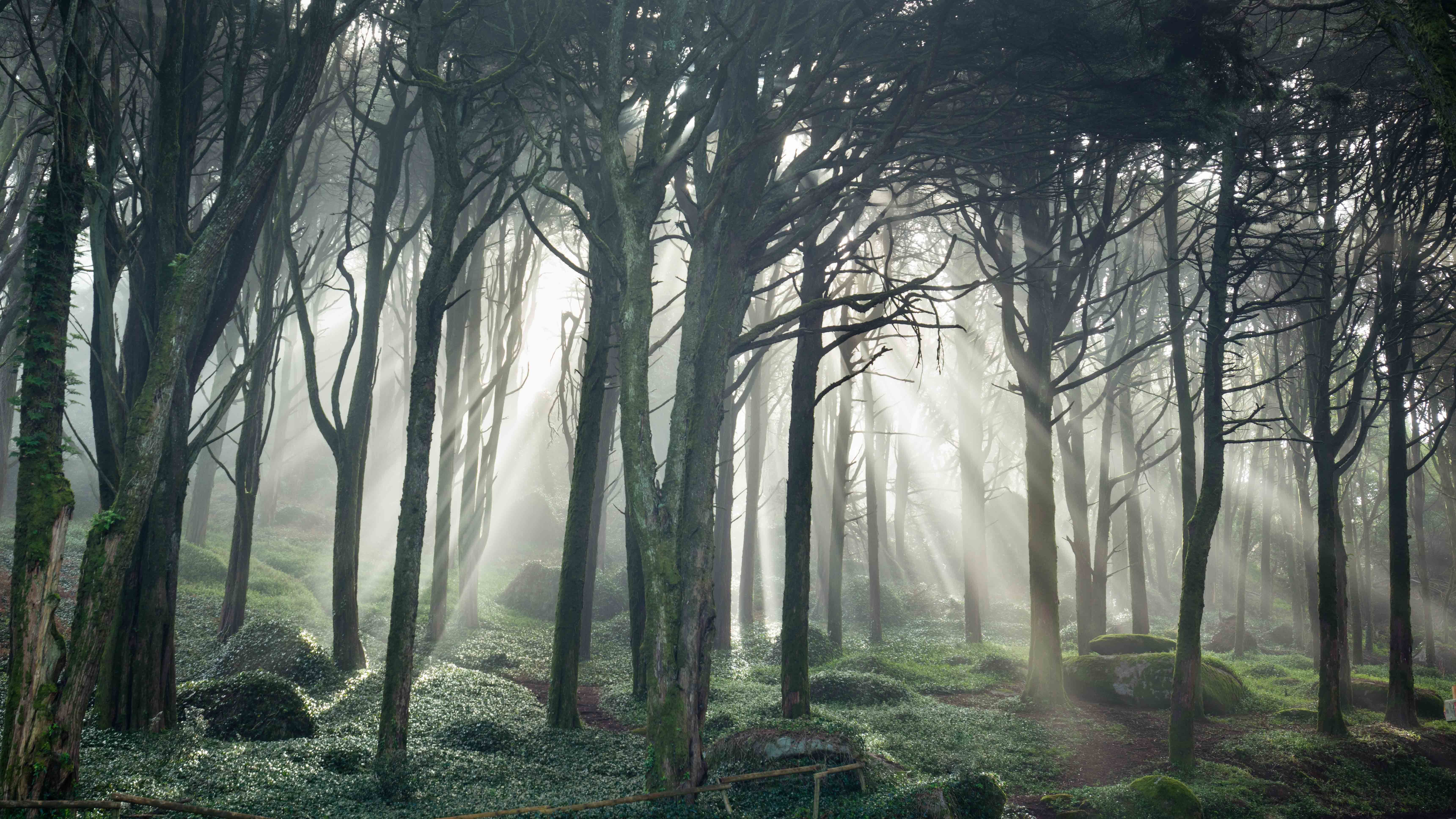 Free download wallpaper Forest, Tree, Fog, Earth, Sunbeam on your PC desktop