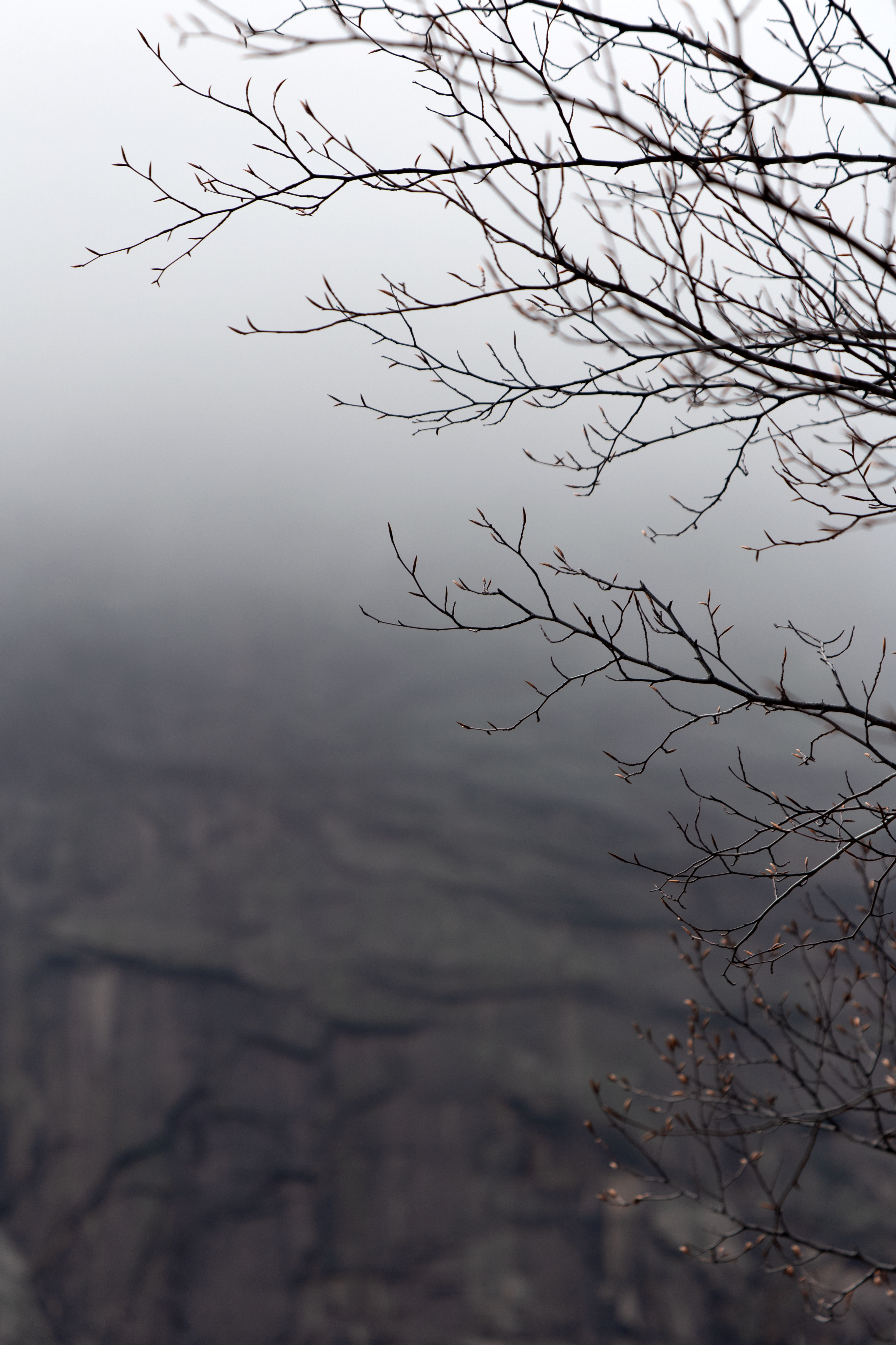 120210 скачать картинку природа, дерево, туман, ветки, серый, мрачный - обои и заставки бесплатно