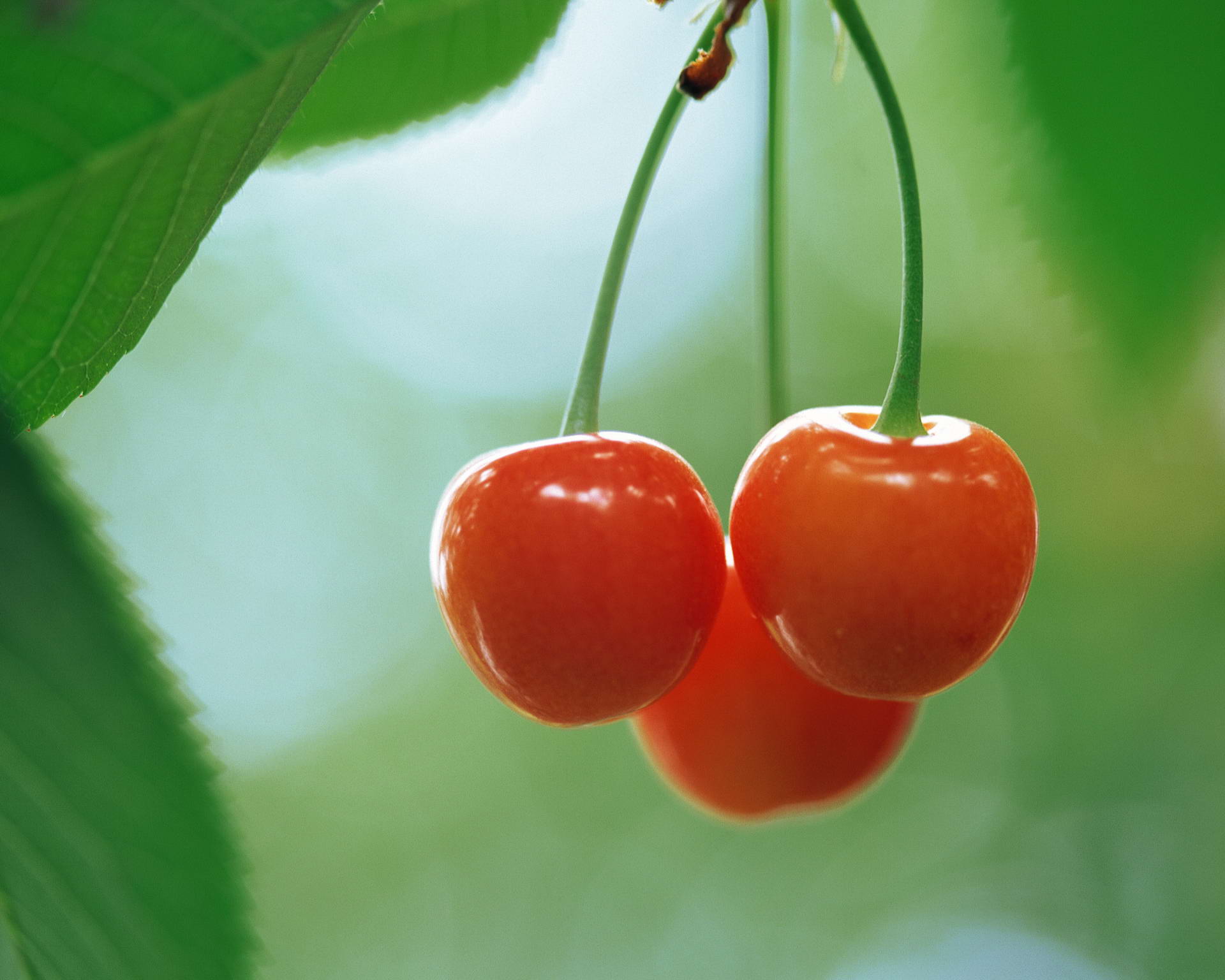 Free download wallpaper Cherry, Fruits, Food on your PC desktop