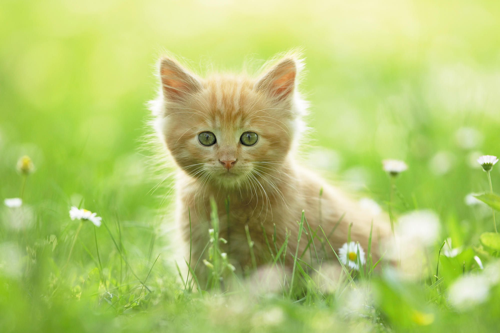 Téléchargez gratuitement l'image Animaux, Chats, Chat, Chaton, Bébé Animal sur le bureau de votre PC