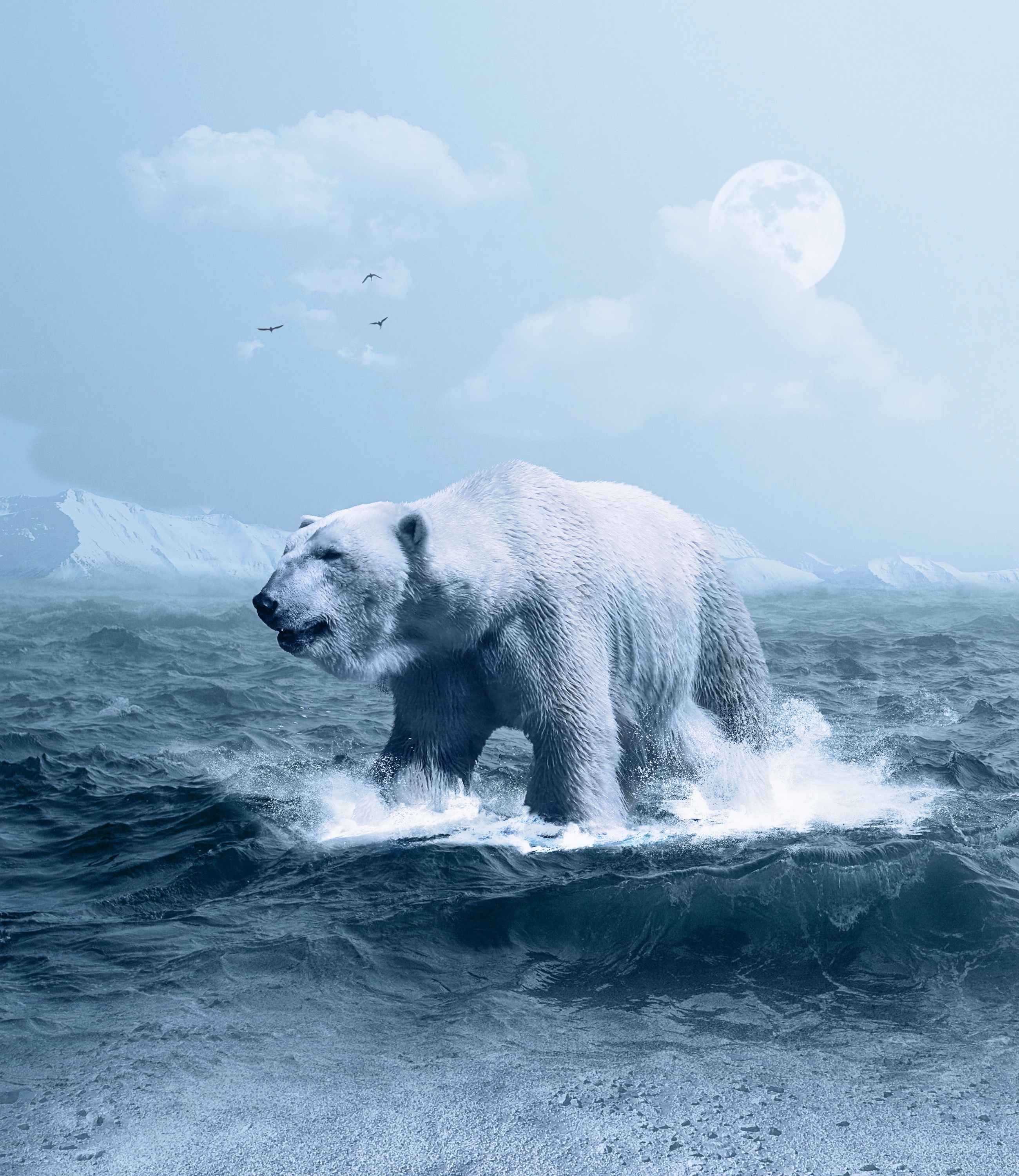 PCデスクトップにPhotoshop, フォトショップ, 海洋, 北極熊, 大洋, 動物, 波, ホッキョクグマ画像を無料でダウンロード