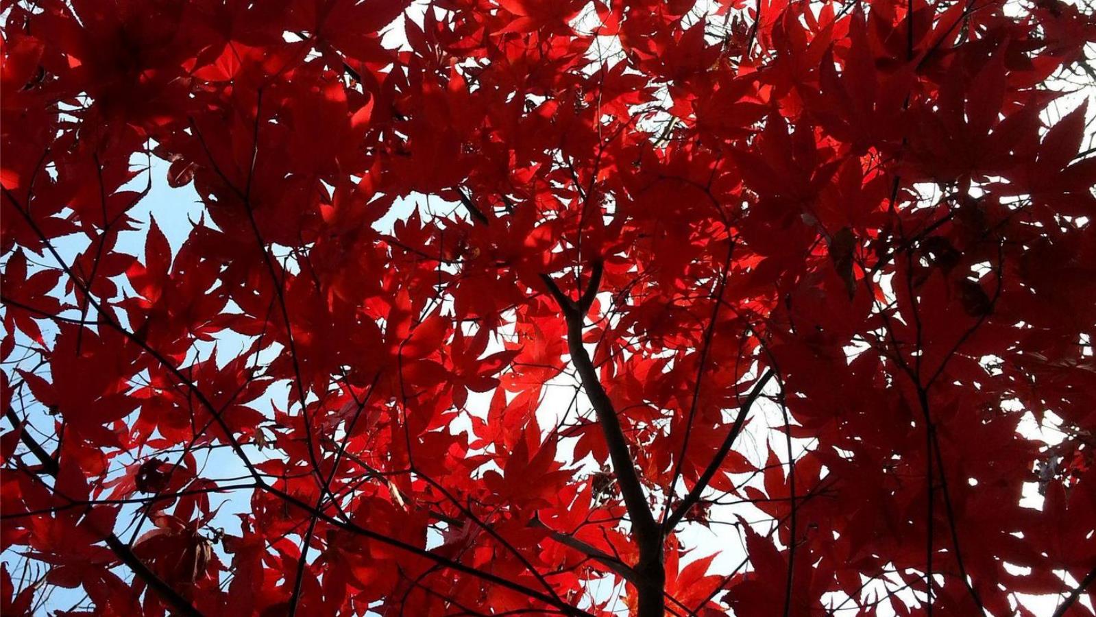 Скачать обои бесплатно Красный, Дерево, Лист, Ветка, Земля/природа картинка на рабочий стол ПК