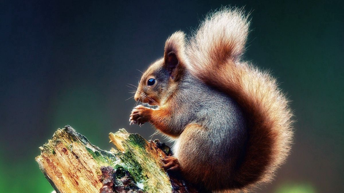 Прекрасные животные картинки HD desktop wallpaper: Animals, Food, Wood, Tree, Branch, Squirrel download free 