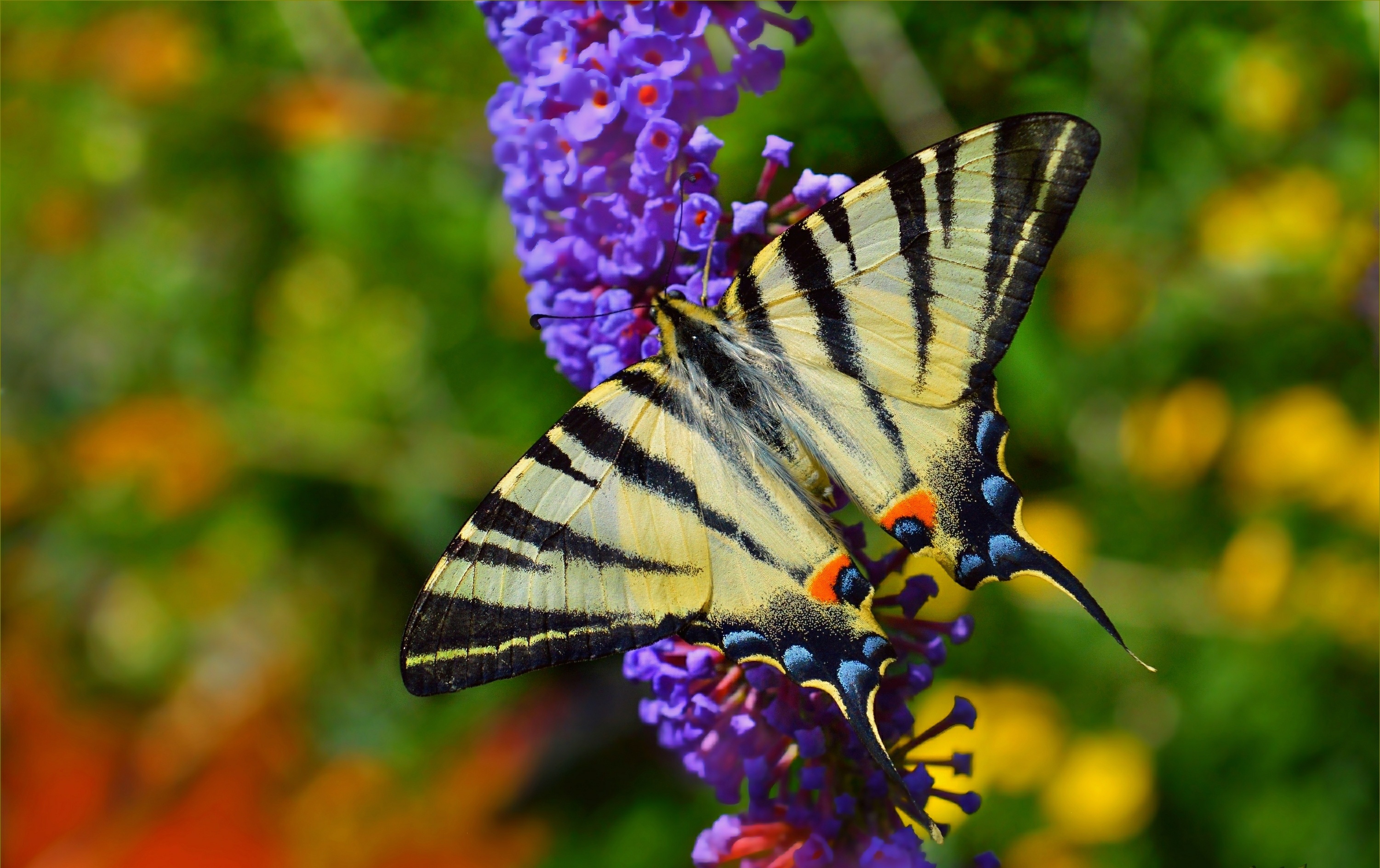 Téléchargez gratuitement l'image Animaux, Fleur, Macro, Papillon, Fleur Mauve sur le bureau de votre PC