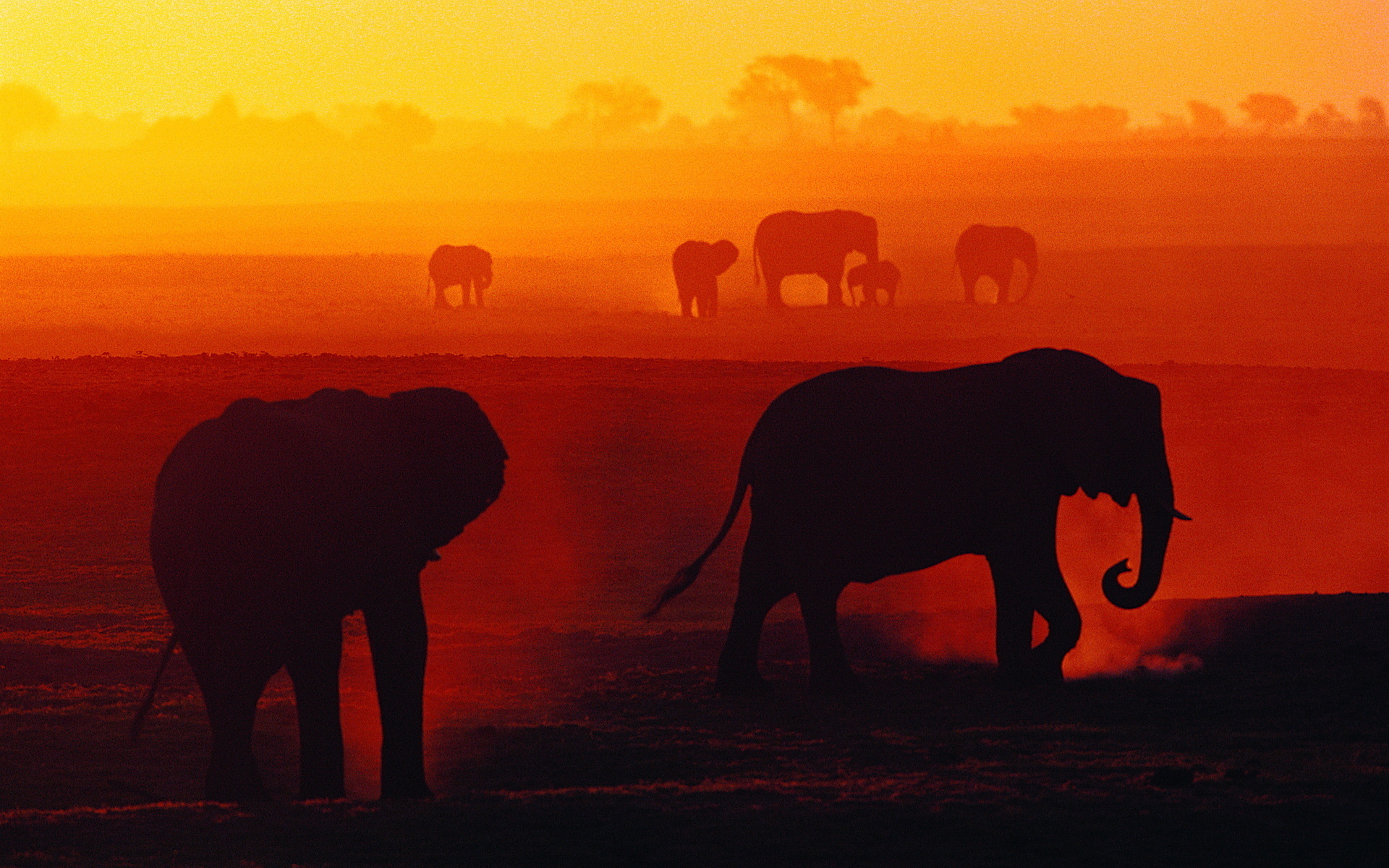 Скачати мобільні шпалери Слони, Тварина, Африканський Чагарниковий Слон безкоштовно.