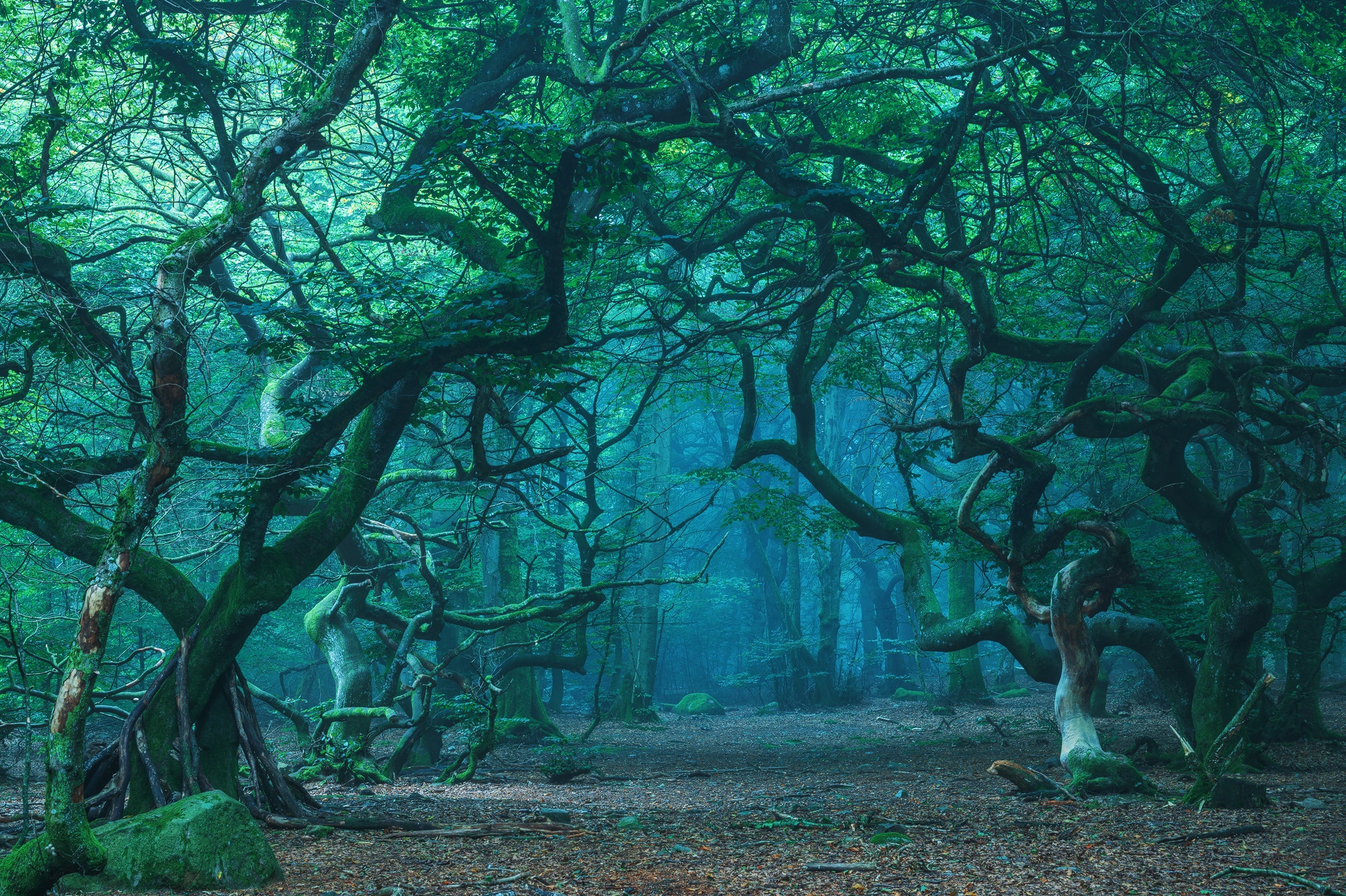 Descarga gratis la imagen Naturaleza, Bosque, Árbol, Tierra/naturaleza, Verdor en el escritorio de tu PC