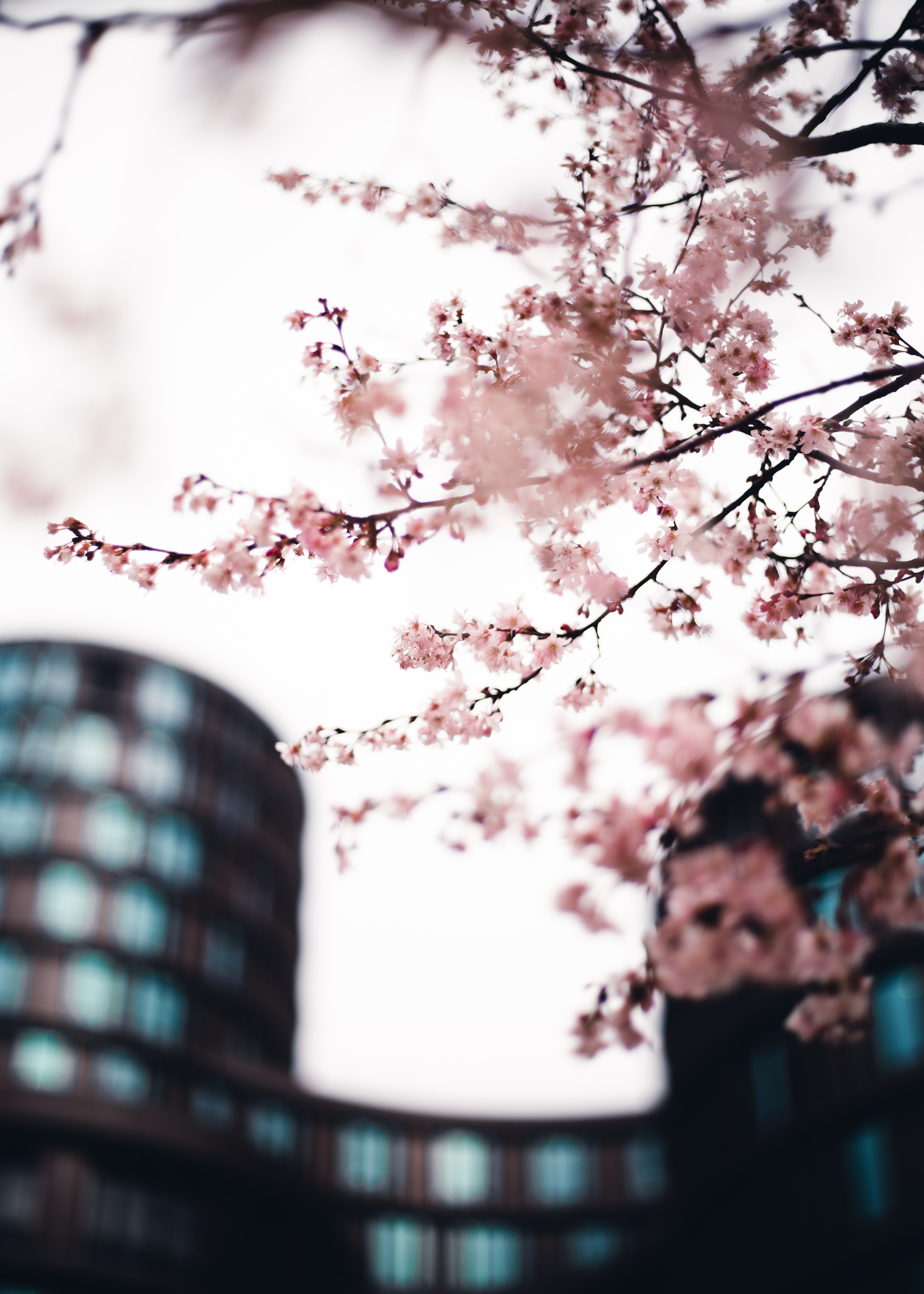 Download mobile wallpaper Branches, City, Wood, Tree, Flowers, Pink, Sakura for free.
