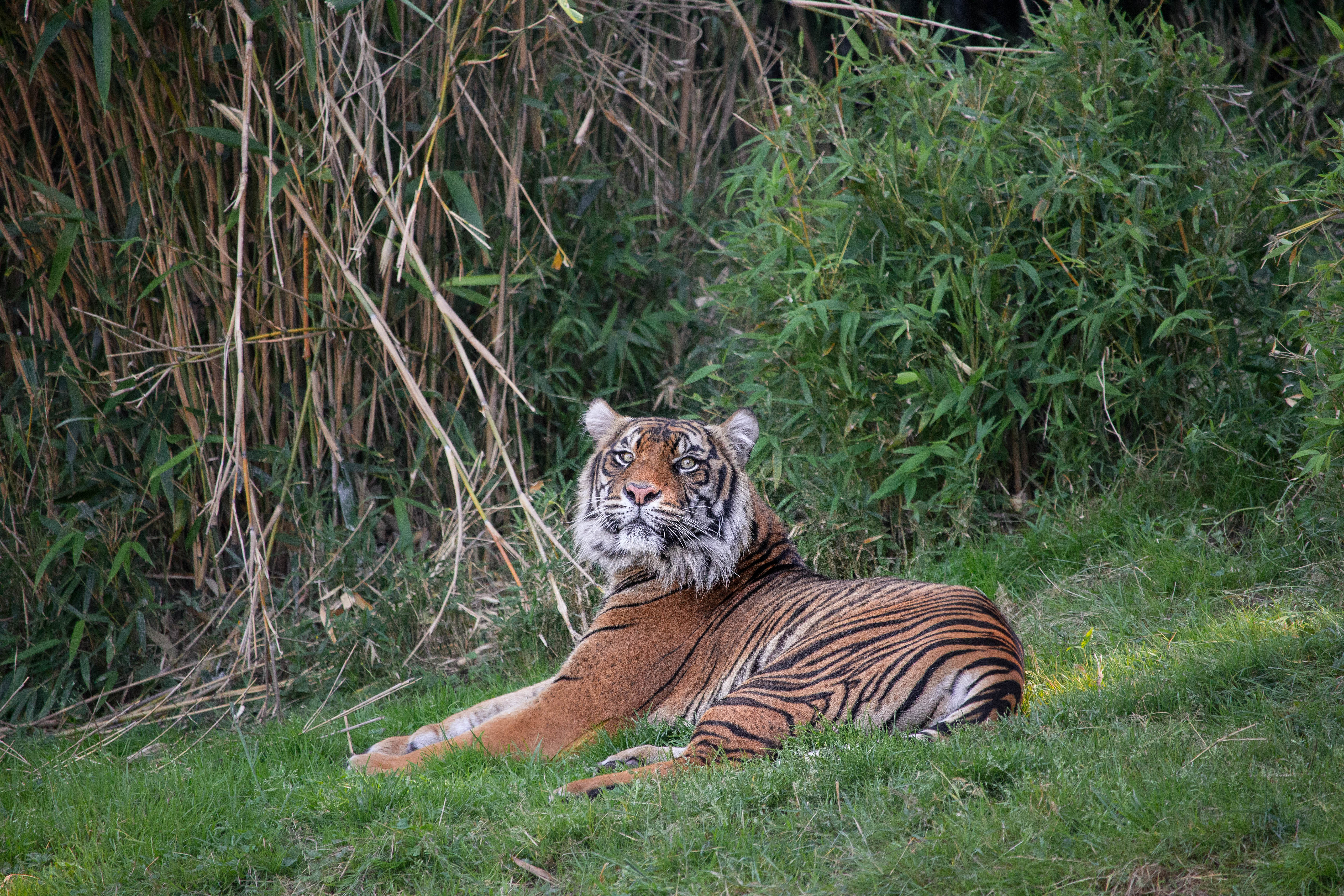 Download mobile wallpaper Sight, Opinion, Grass, Predator, Big Cat, Animals, Tiger for free.