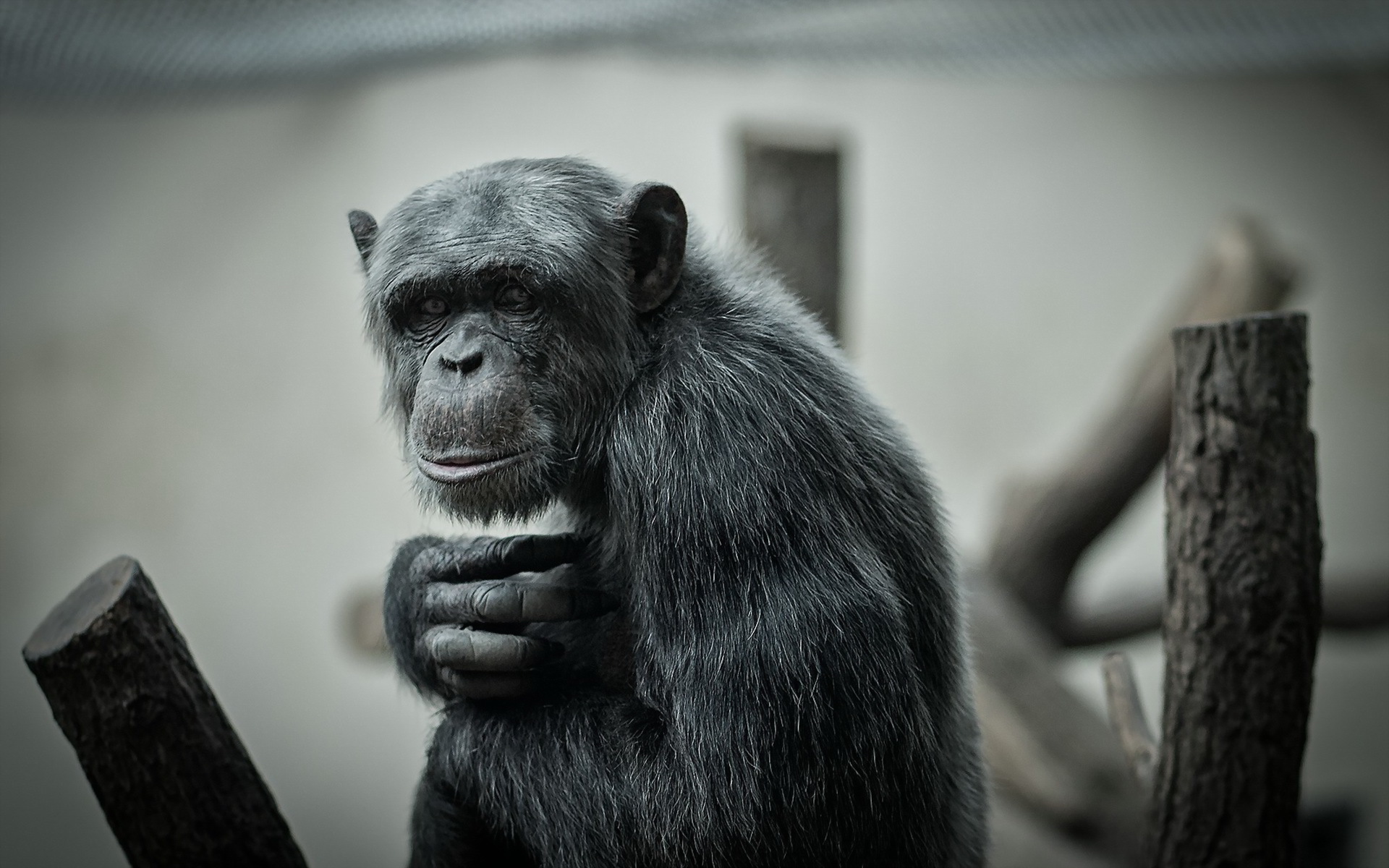 Téléchargez des papiers peints mobile Animaux, Singes, Singe, Primate, Chimpanzé gratuitement.
