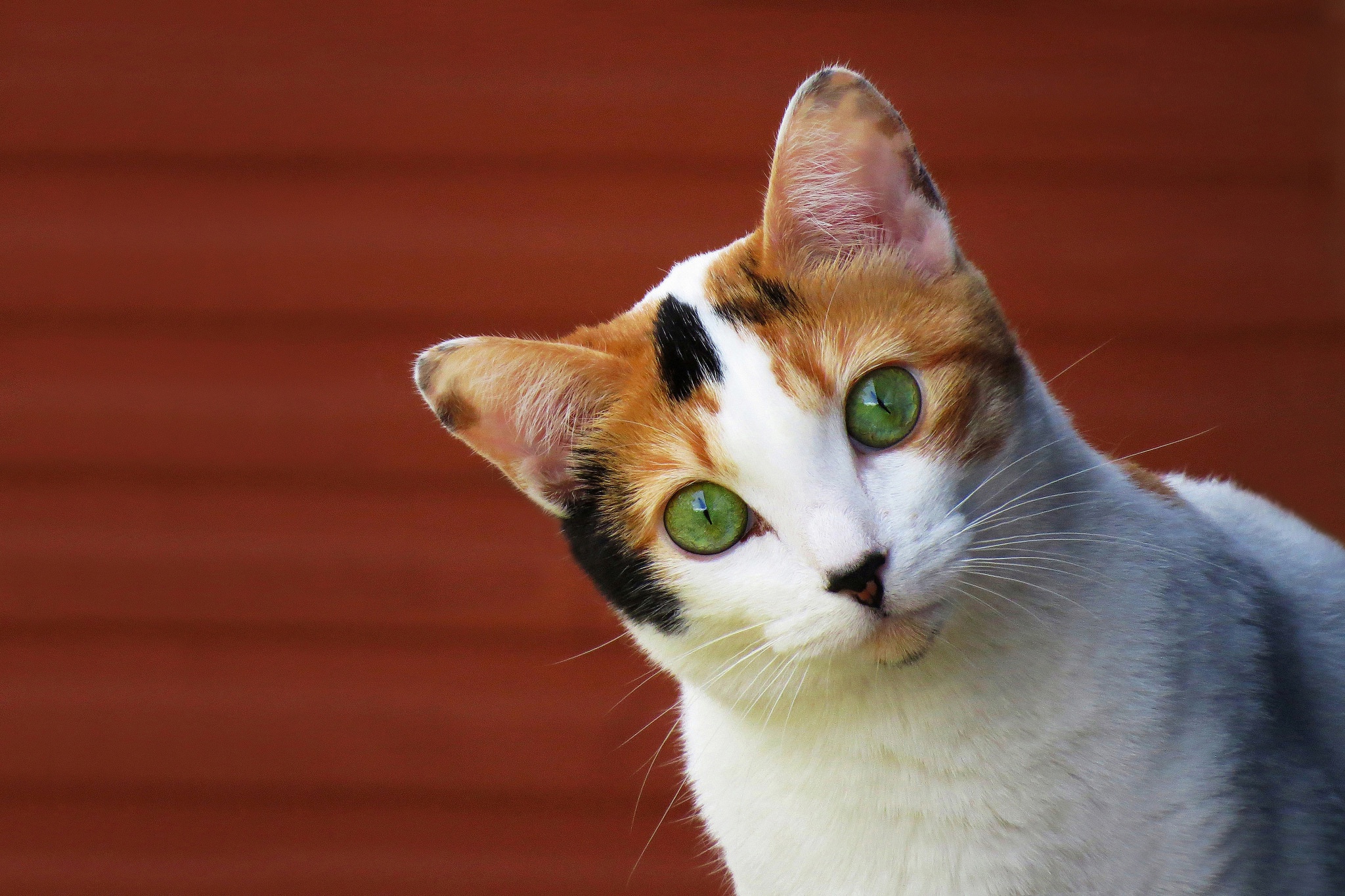 無料モバイル壁紙動物, ネコ, 猫, 緑の目をダウンロードします。