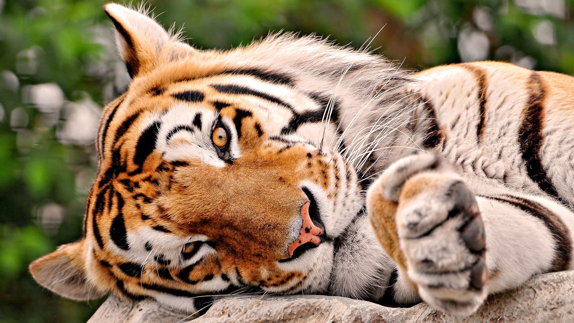 animals, to lie down, lie, tiger, kind, paw