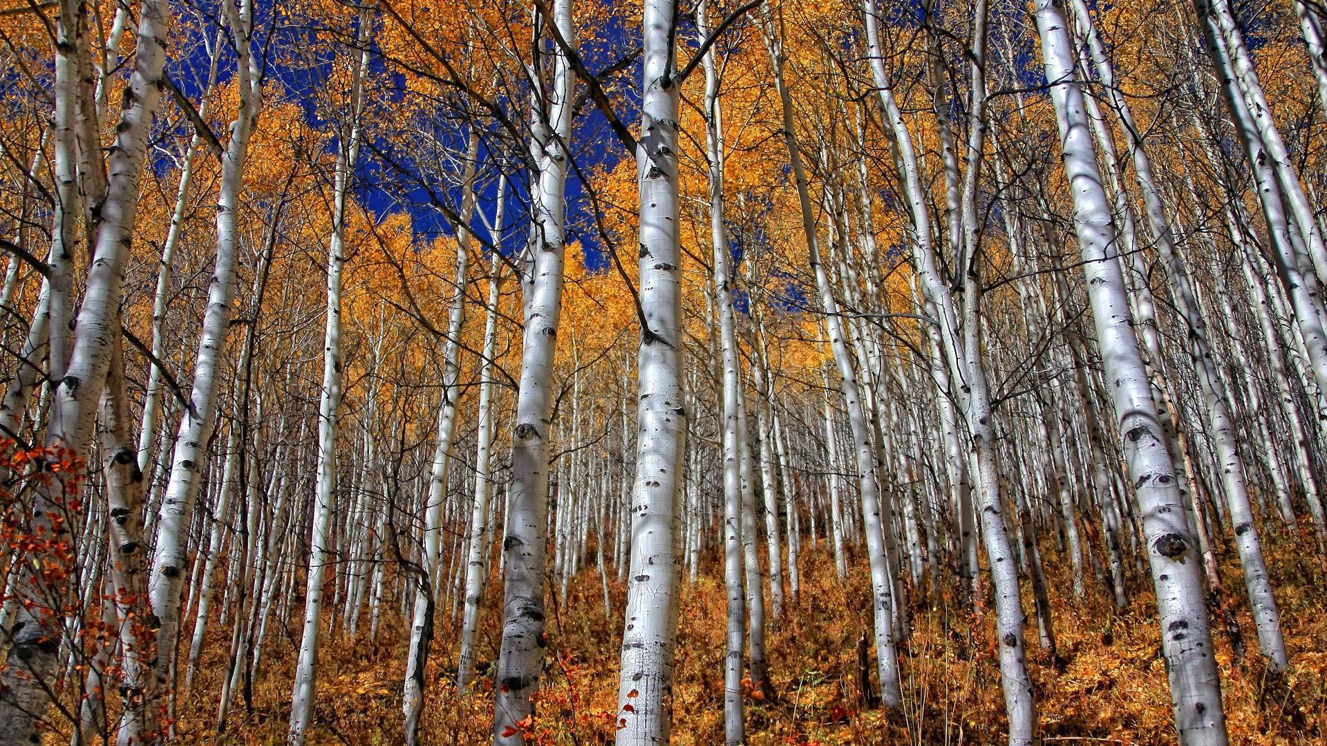 Baixar papel de parede para celular de Floresta, Cair, Bétula, Terra/natureza gratuito.