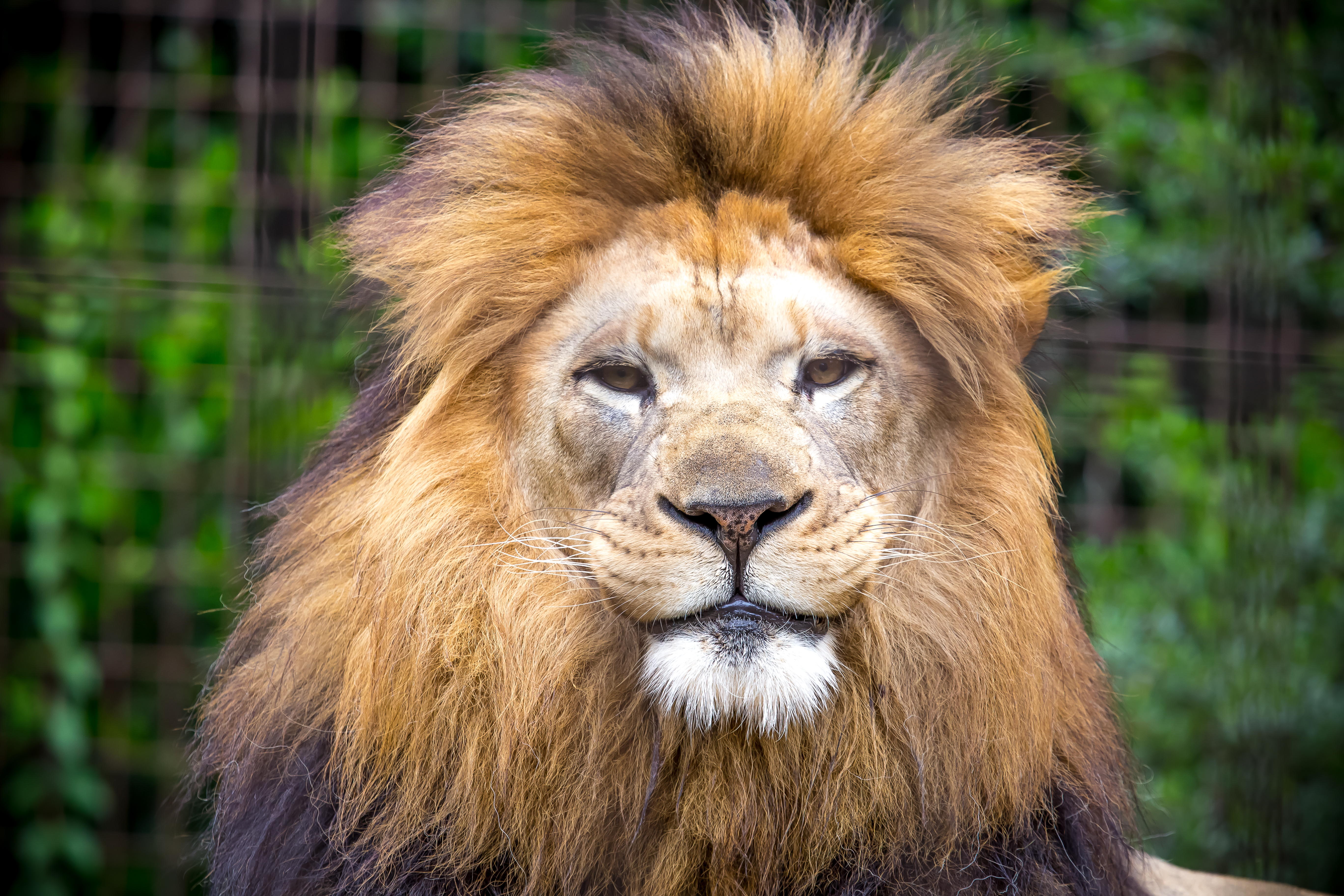 Téléchargez gratuitement l'image Animaux, Chats, Fermer, Lion sur le bureau de votre PC