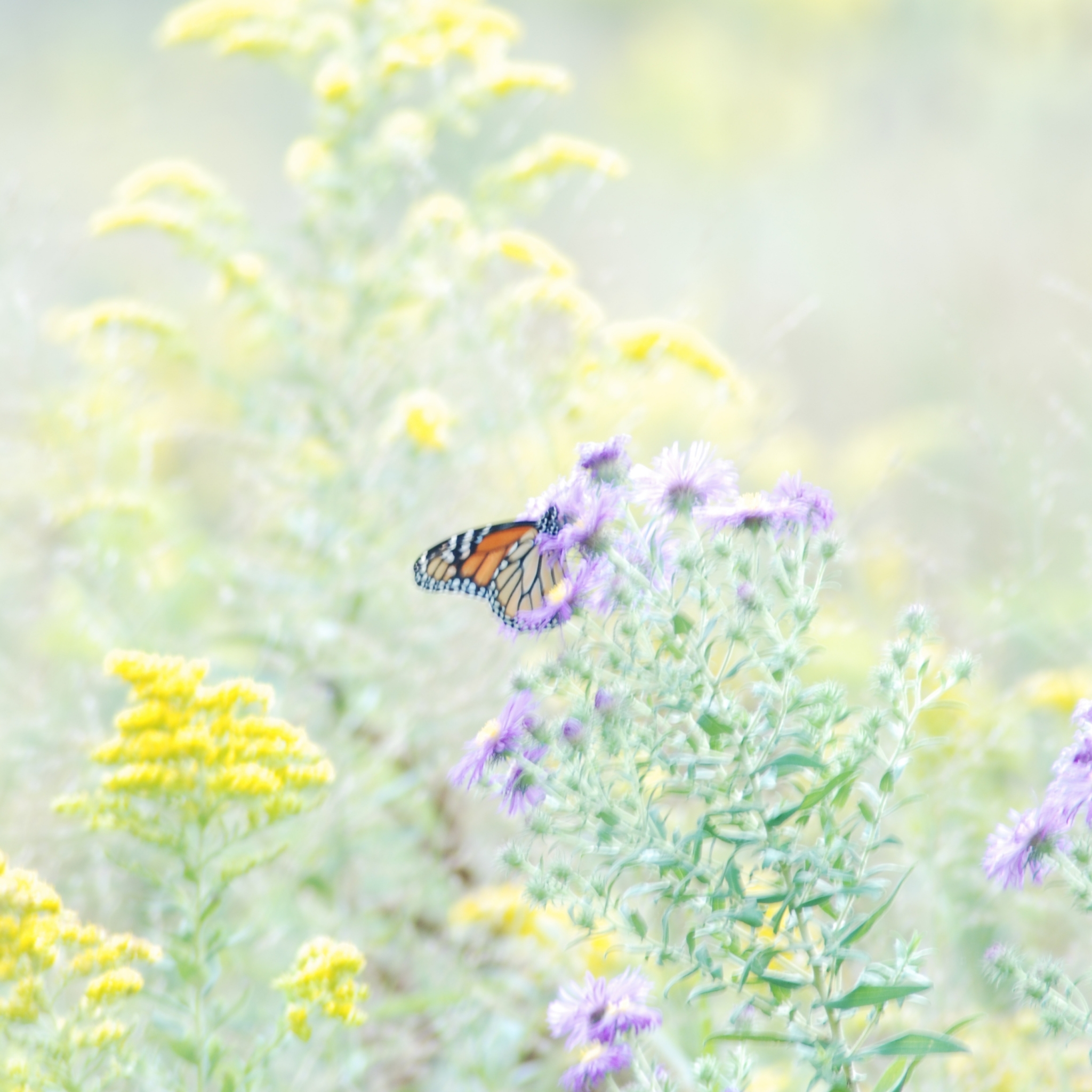 Handy-Wallpaper Tiere, Schmetterlinge, Blume kostenlos herunterladen.