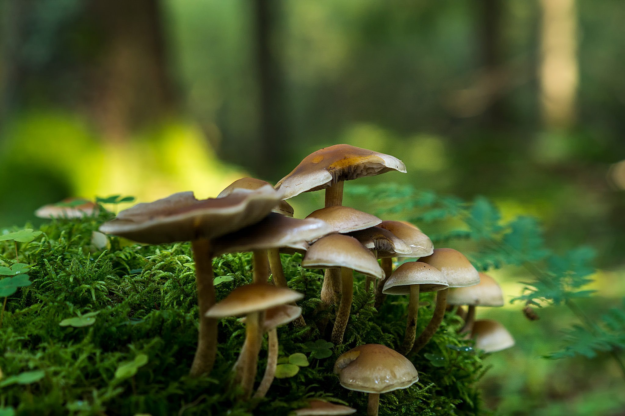 Download mobile wallpaper Nature, Close Up, Fall, Earth, Mushroom, Depth Of Field for free.