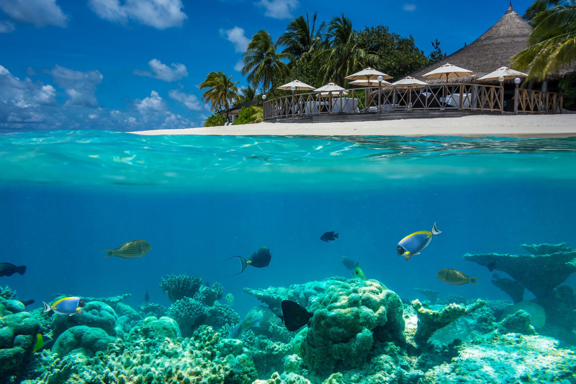 Скачать картинку Кораллы, Тропики, Подводный, Мальдивы, Фотографии, Праздничный День в телефон бесплатно.