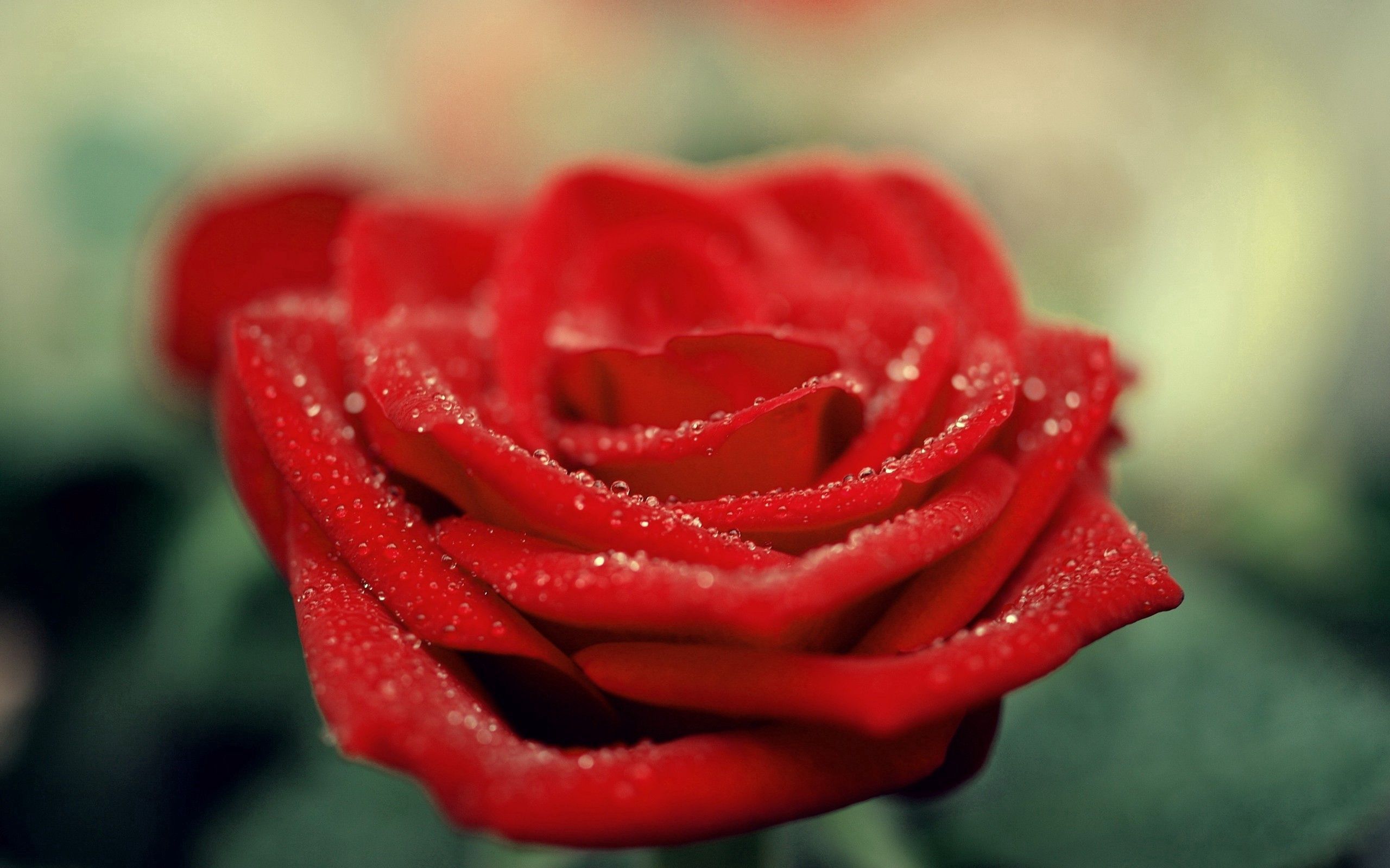 Téléchargez gratuitement l'image Drops, Macro, Pétales, Fleur, Une Rose, Rose sur le bureau de votre PC