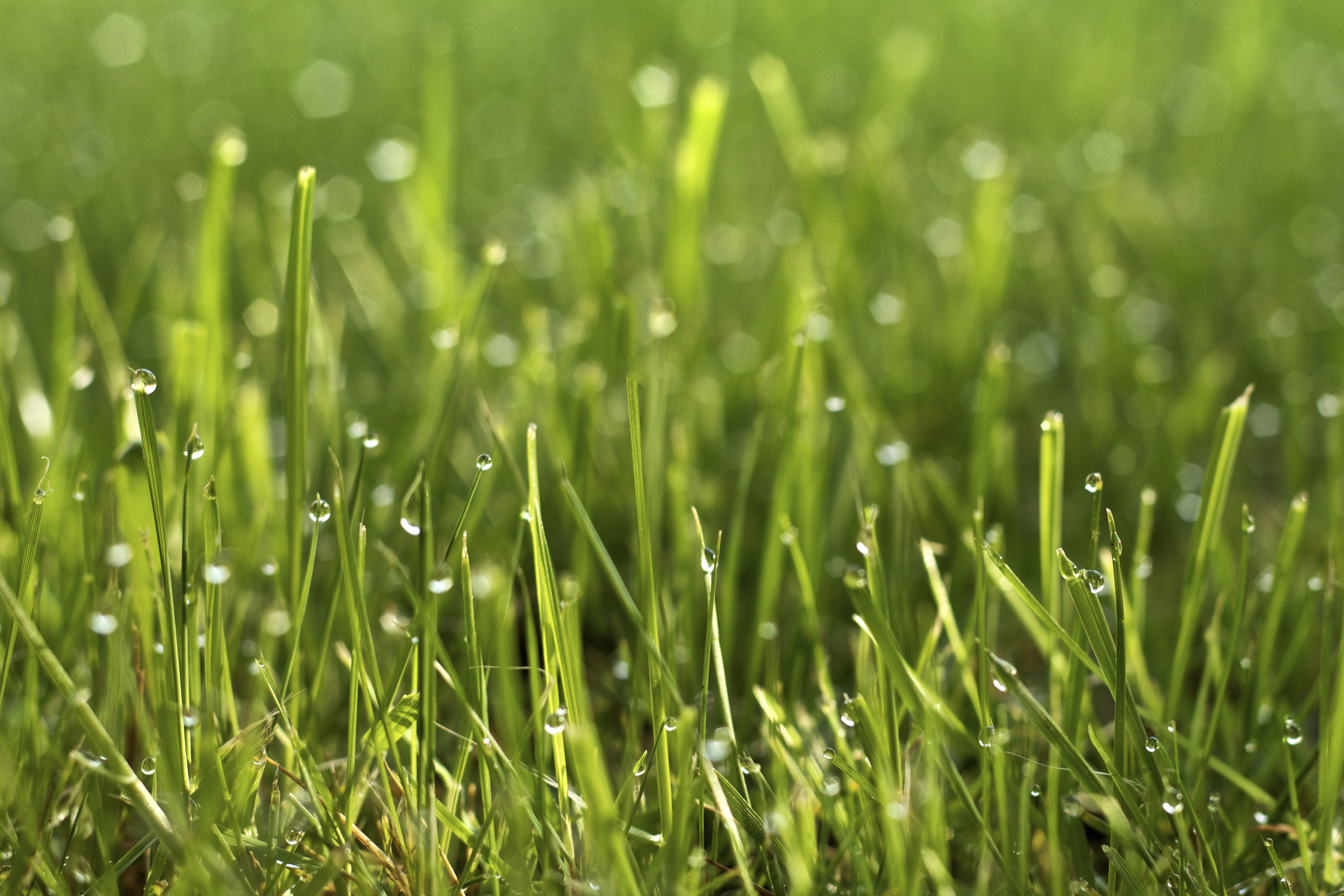 Download mobile wallpaper Grass, Macro, Plant, Drops for free.