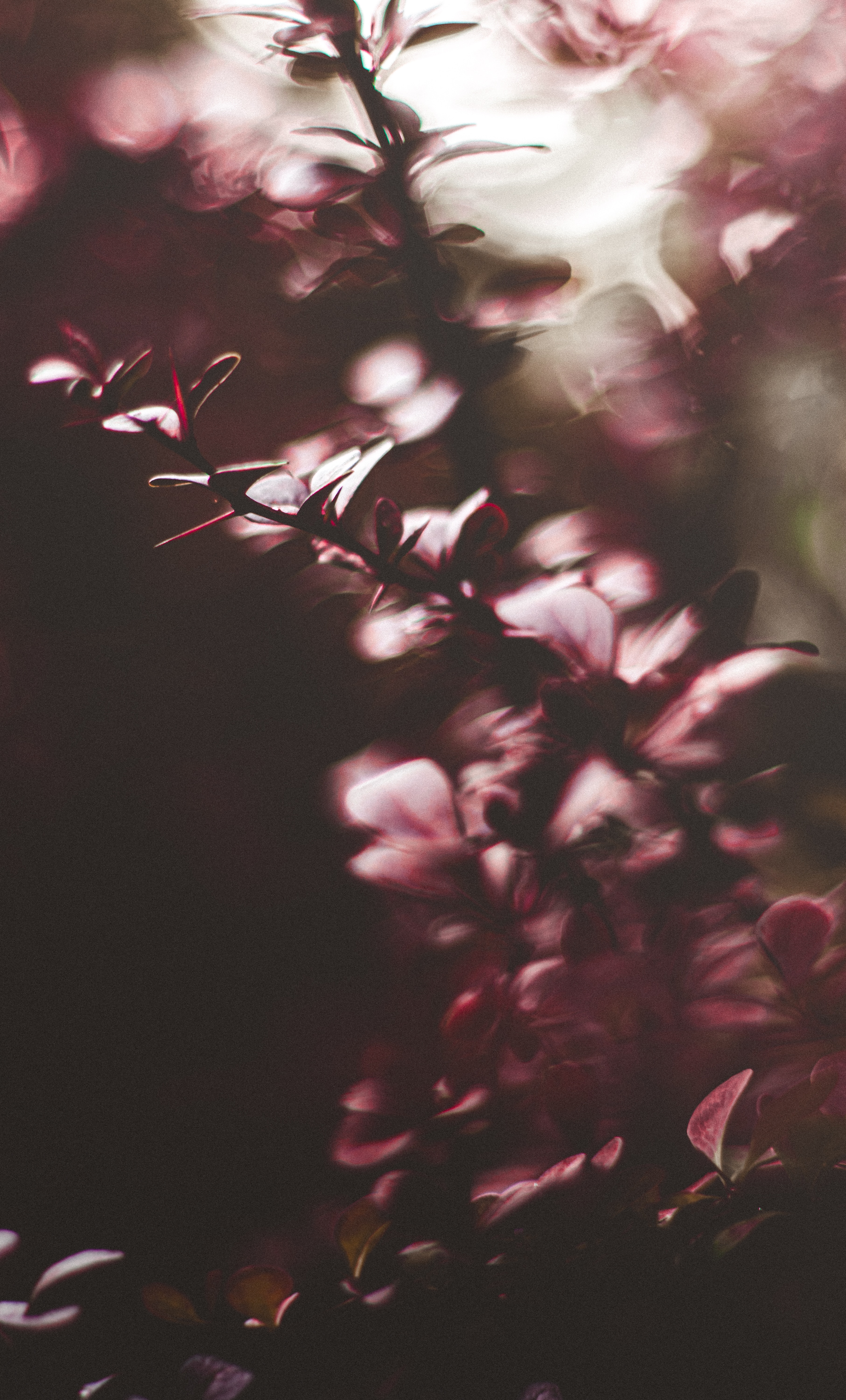 Free download wallpaper Plant, Macro, Blur, Smooth, Branches, Leaves on your PC desktop