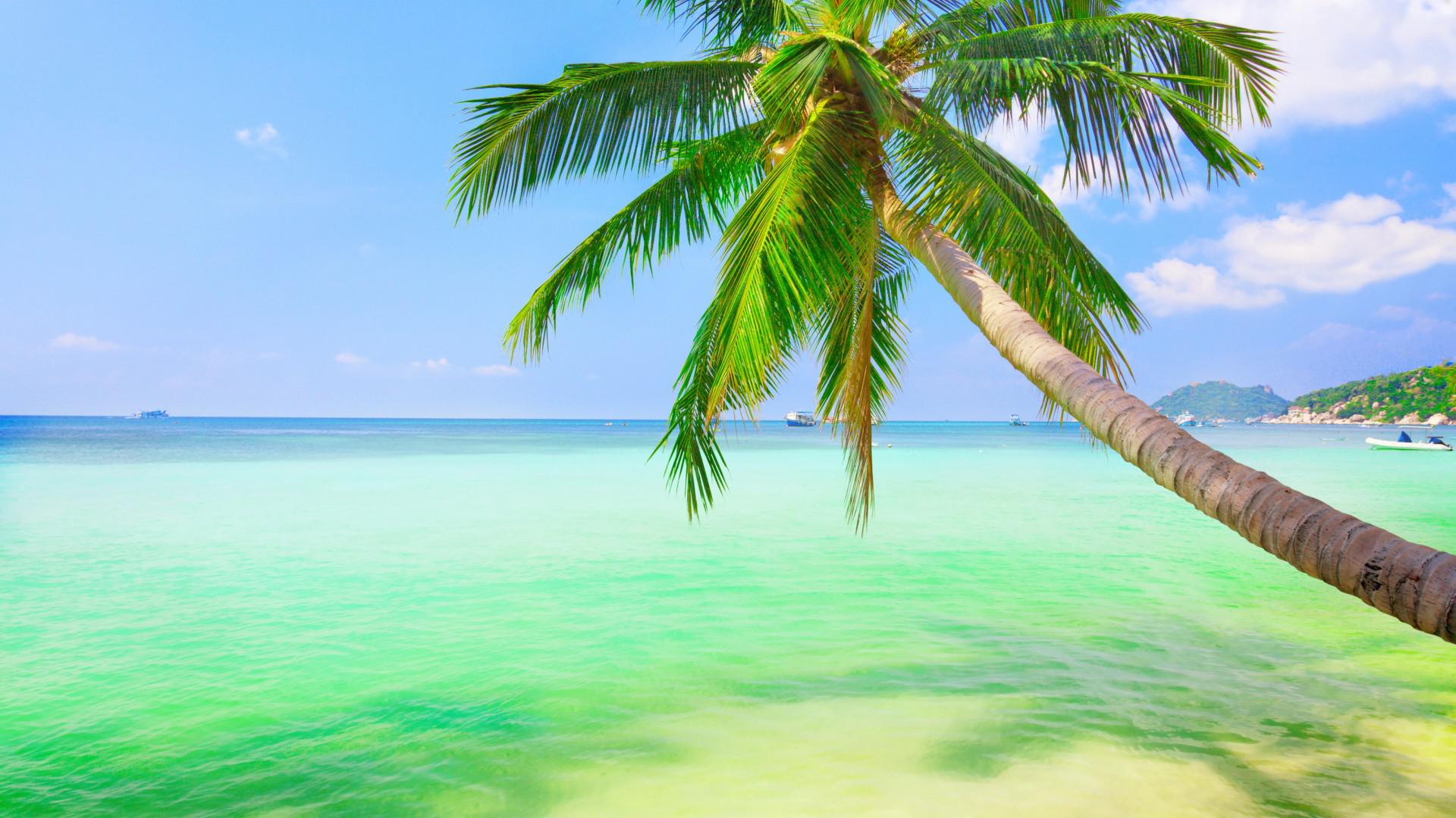 Download mobile wallpaper Horizon, Ocean, Earth, Palm Tree for free.