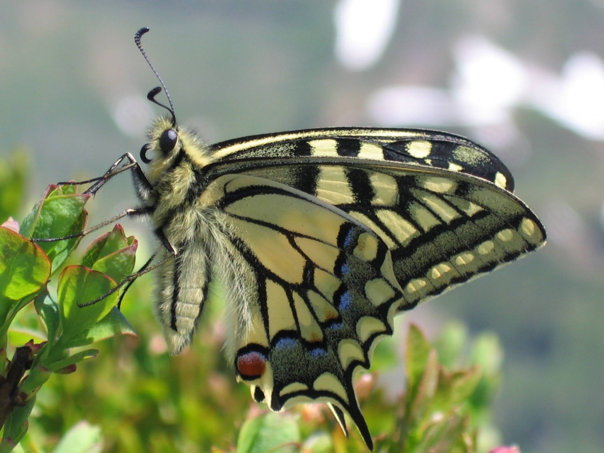 無料モバイル壁紙動物, 草, バタフライ, 翼, パターン, 蝶をダウンロードします。