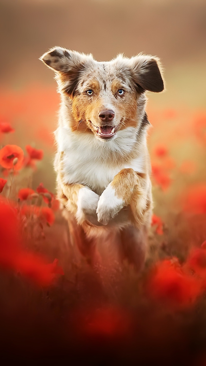 無料モバイル壁紙動物, ポピー, 犬, 赤い花, オーストラリアン シェパードをダウンロードします。
