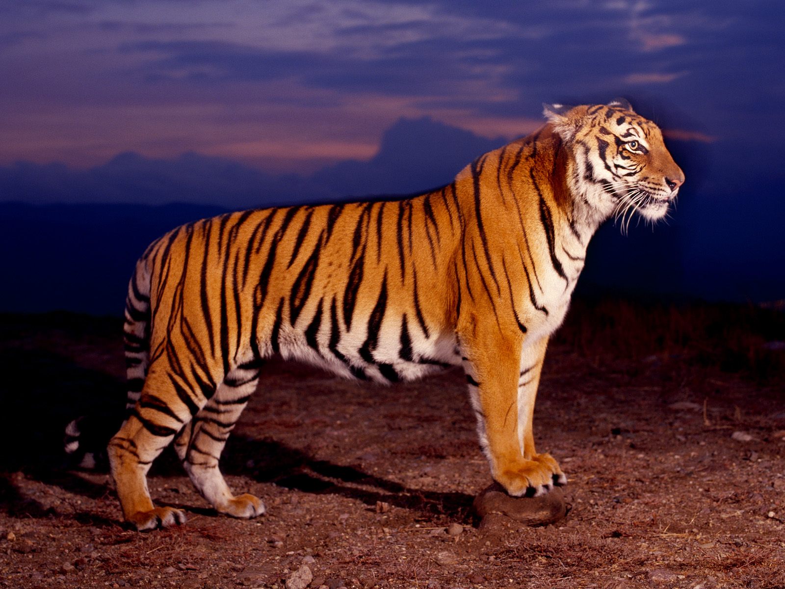 Baixe gratuitamente a imagem Animais, Gatos, Tigre na área de trabalho do seu PC