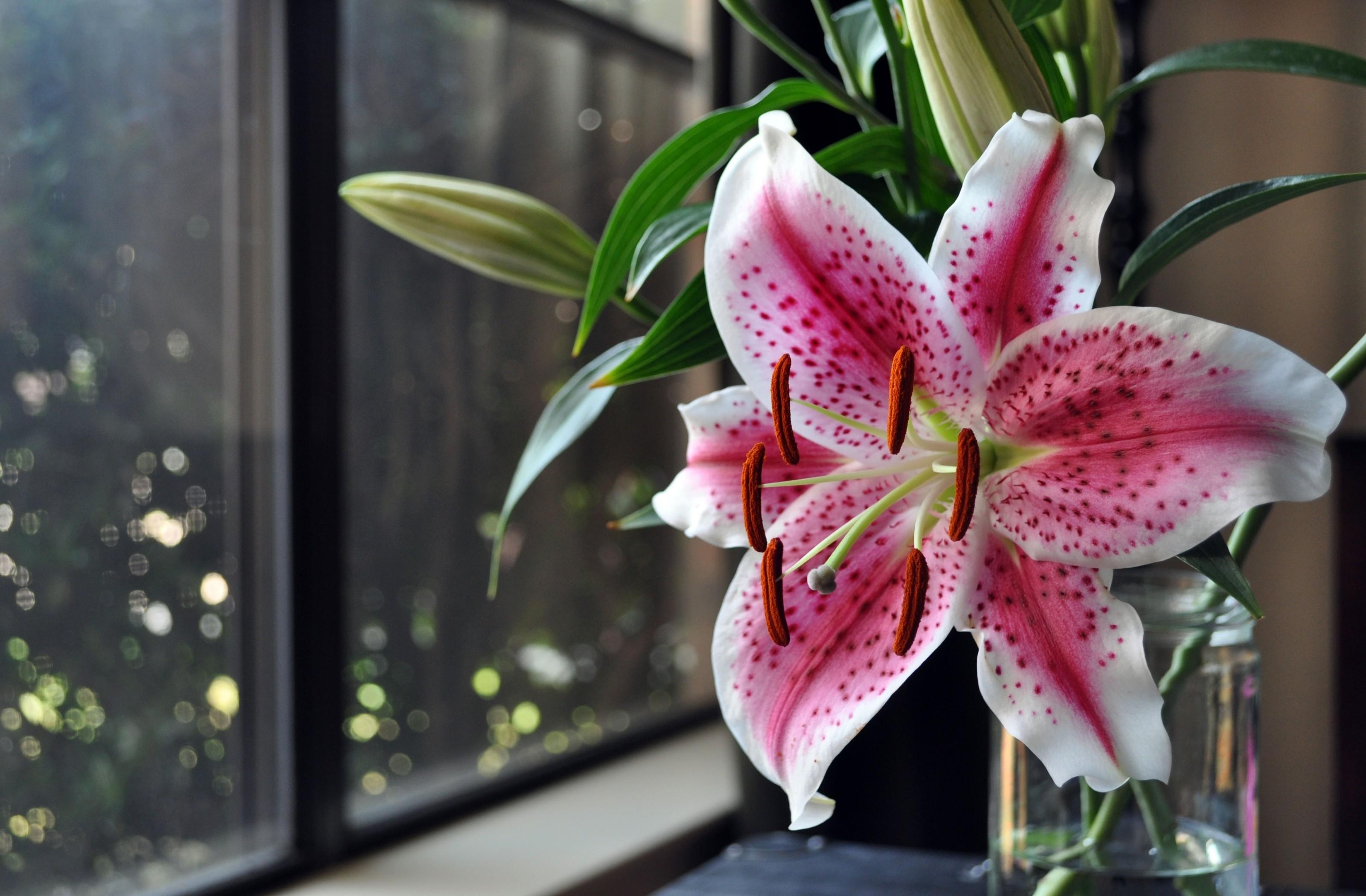 lily, flowers, flower, spotted, window, vase, stamens