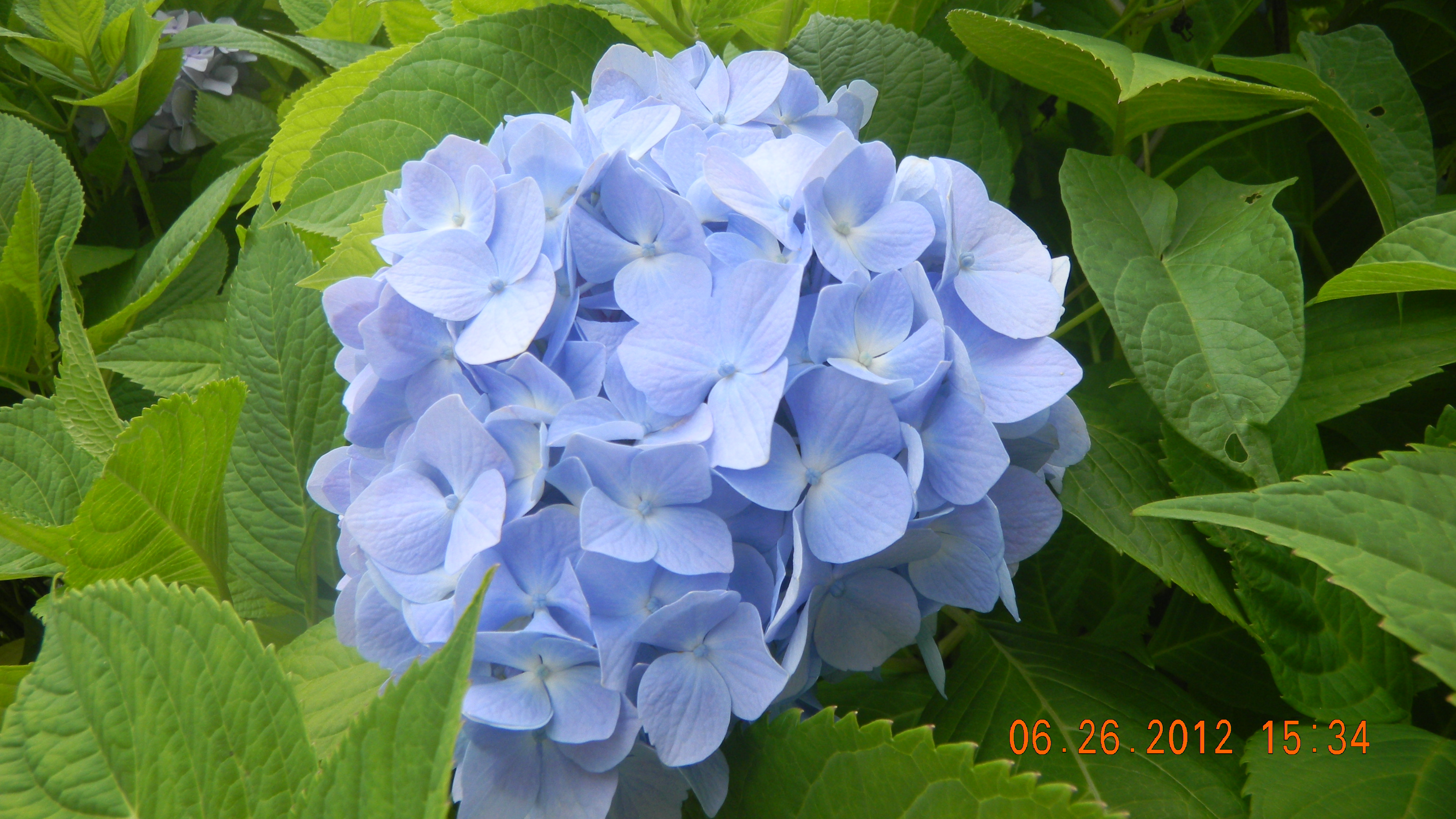 Descarga gratis la imagen Flores, Flor, Hortensia, Tierra/naturaleza en el escritorio de tu PC