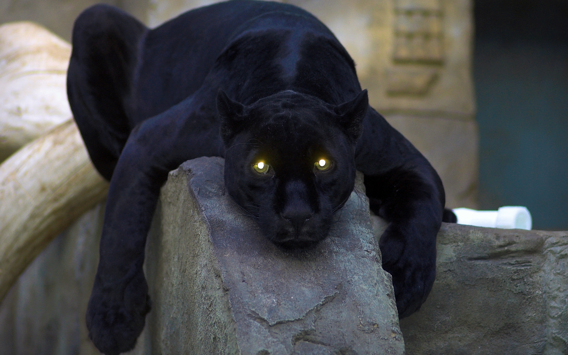 black panther, cats, animal