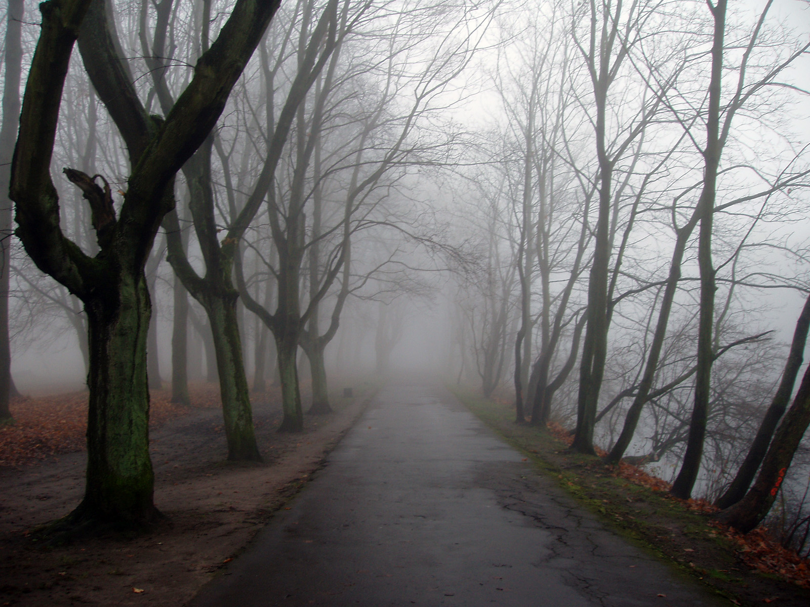 Free download wallpaper Tree, Fog, Path, Man Made, Tree Lined on your PC desktop