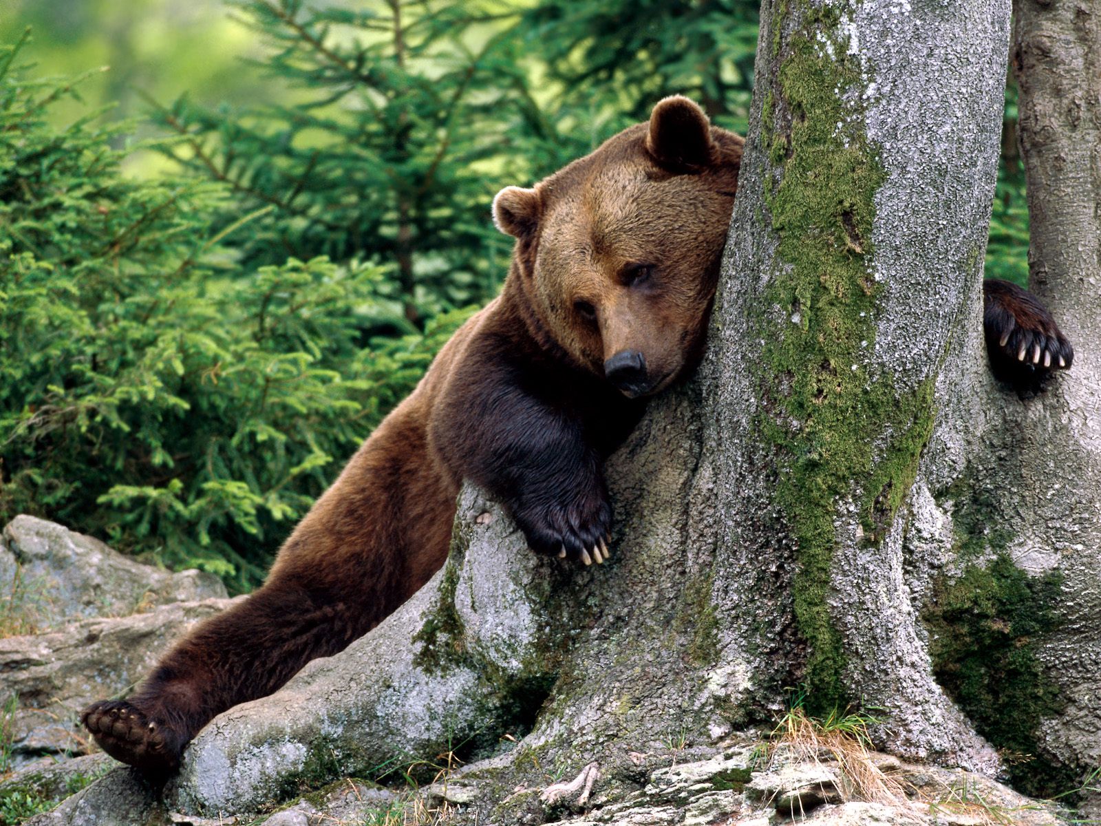 Скачать картинку Медведи, Медведь, Животные в телефон бесплатно.