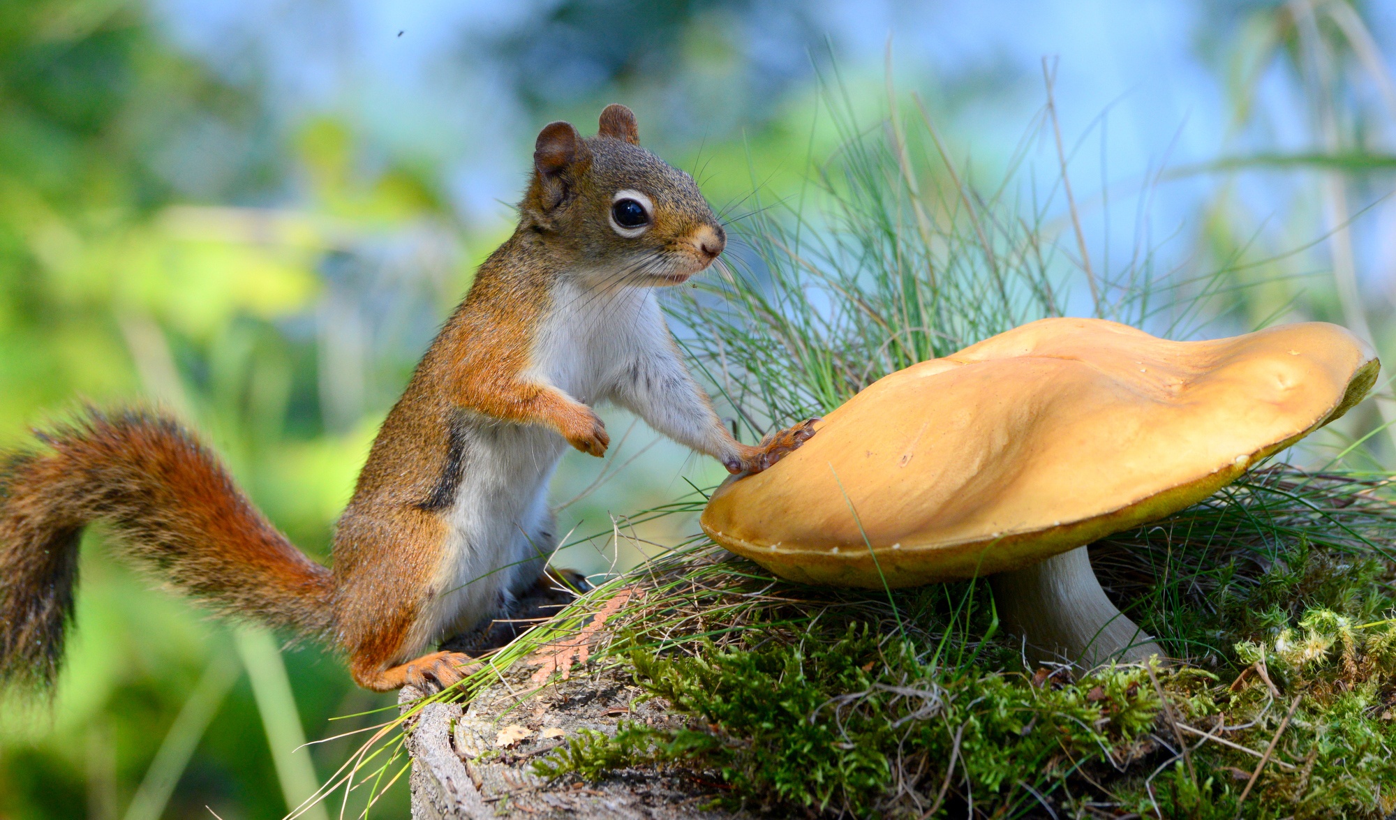 Download mobile wallpaper Squirrel, Close Up, Animal, Mushroom, Moss, Rodent for free.