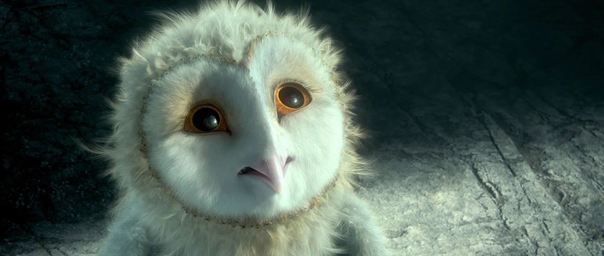 movie, legend of the guardians: the owls of ga'hoole, bird