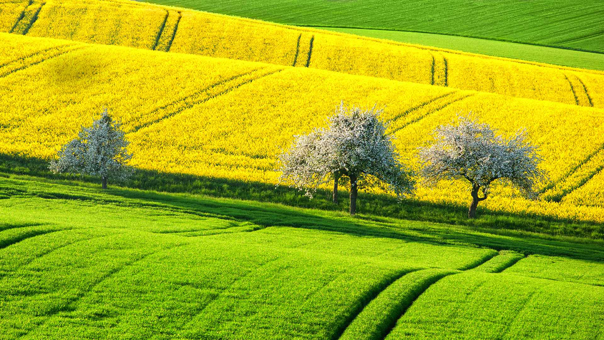 Скачать картинку Природа, Лето, Дерево, Поле, Зеленый, Желтый Цветок, Земля/природа в телефон бесплатно.