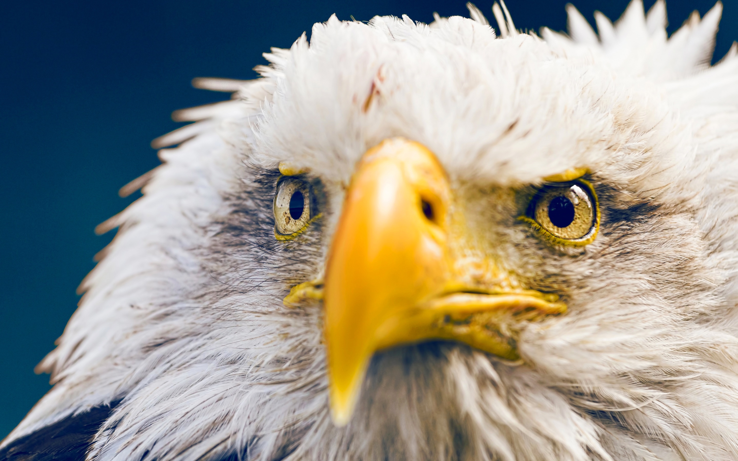 Download mobile wallpaper Birds, Bird, Animal, Bald Eagle for free.