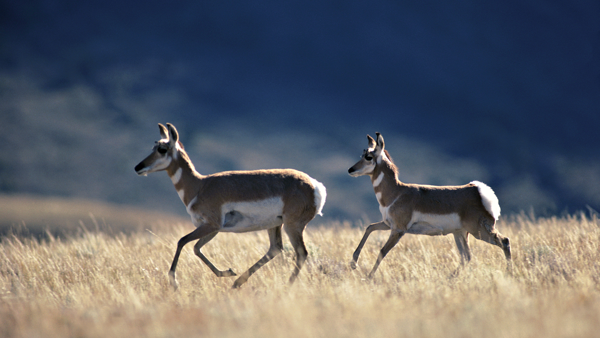 572741 télécharger l'image animaux, antilope, pronghorn - fonds d'écran et économiseurs d'écran gratuits