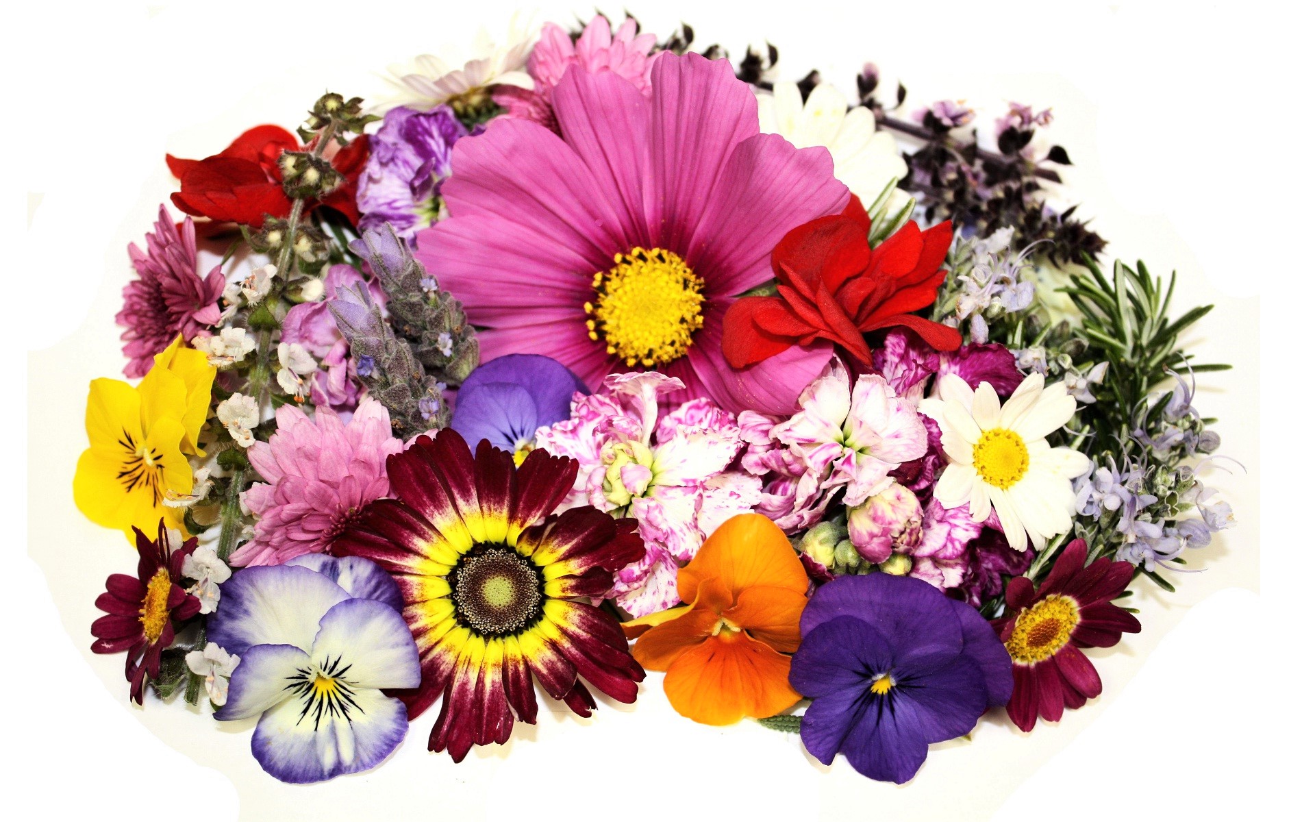 Free download wallpaper Flowers, Flower, Earth, Colors, Colorful on your PC desktop