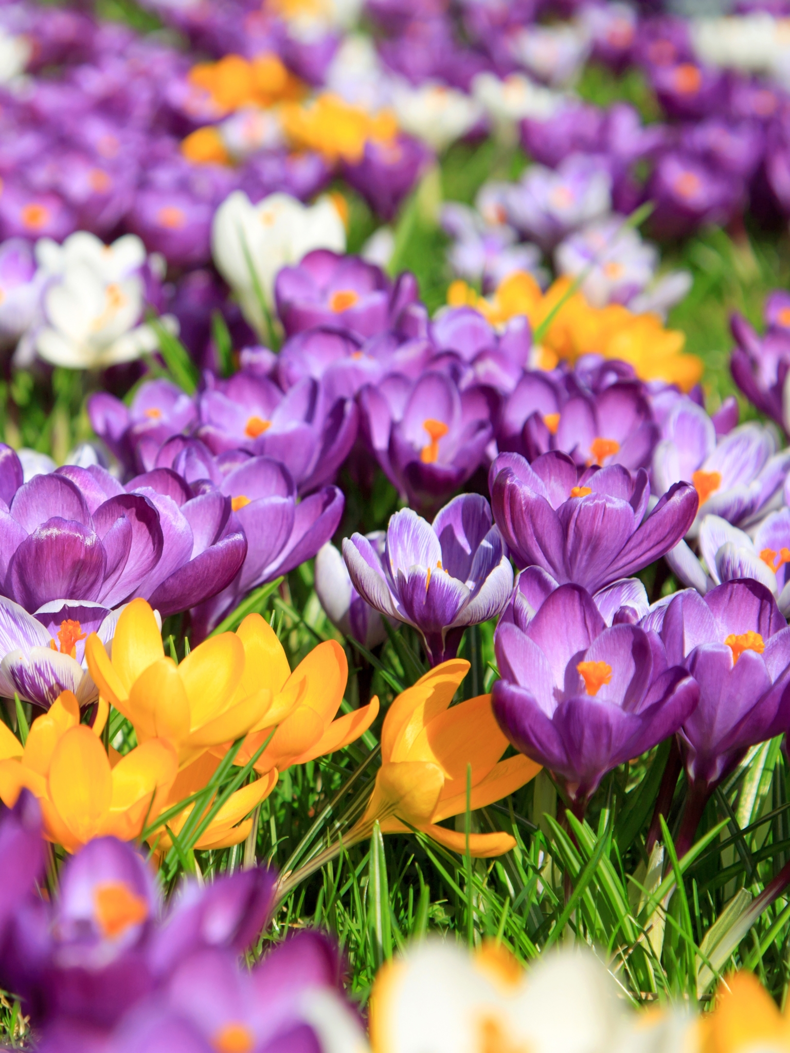 Завантажити шпалери безкоштовно Квітка, Земля, Весна, Крокус, Жовта Квітка, Фіолетова Квітка, Флауерзи картинка на робочий стіл ПК