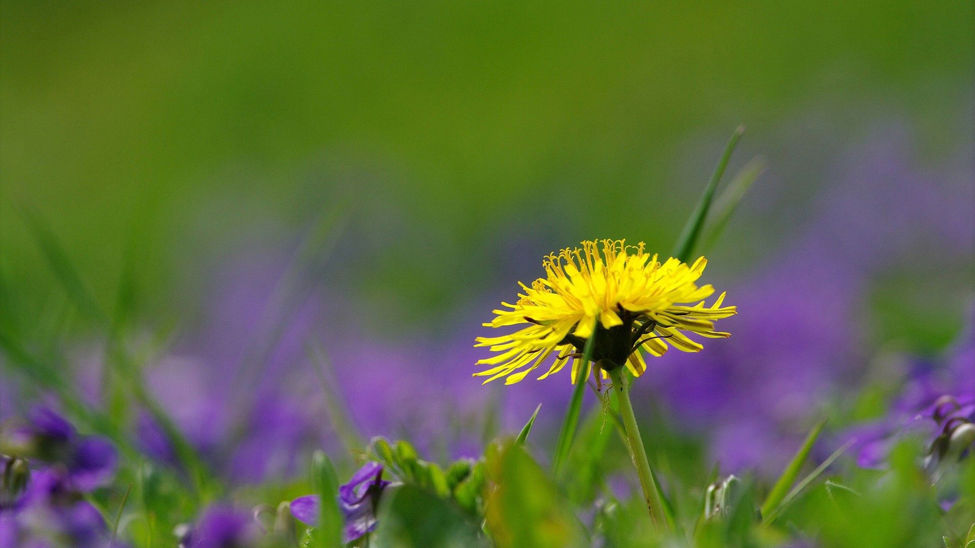Free download wallpaper Grass, Dandelion, Flower, Macro, Greens, Field on your PC desktop
