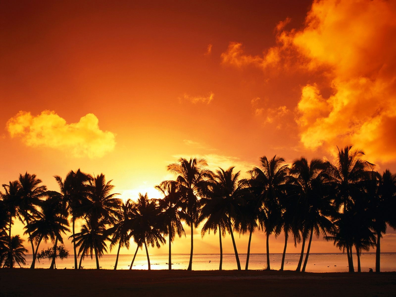 Free download wallpaper Landscape, Sunset, Sky, Palms on your PC desktop