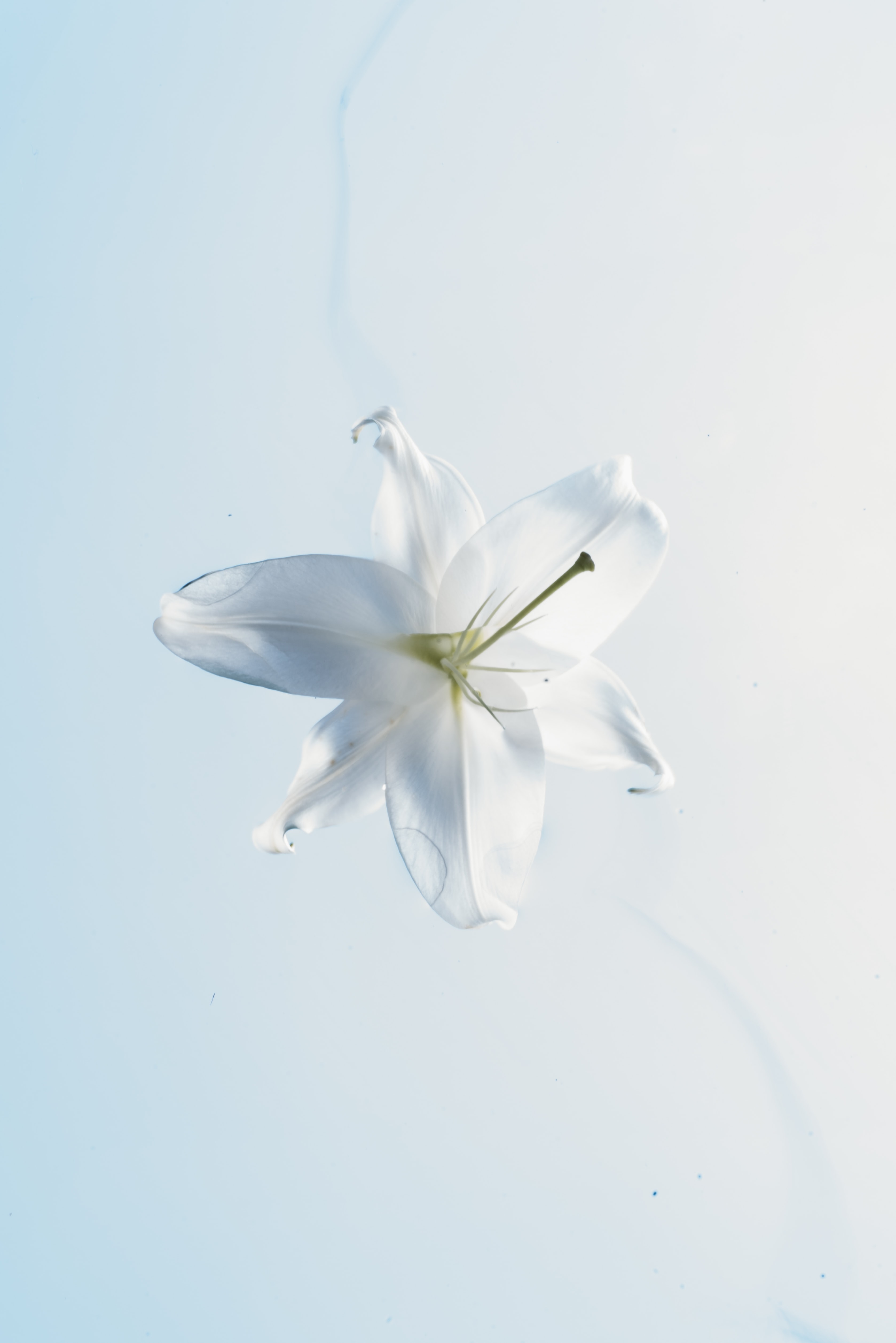 Free download wallpaper Water, Macro, Lily, Flower on your PC desktop