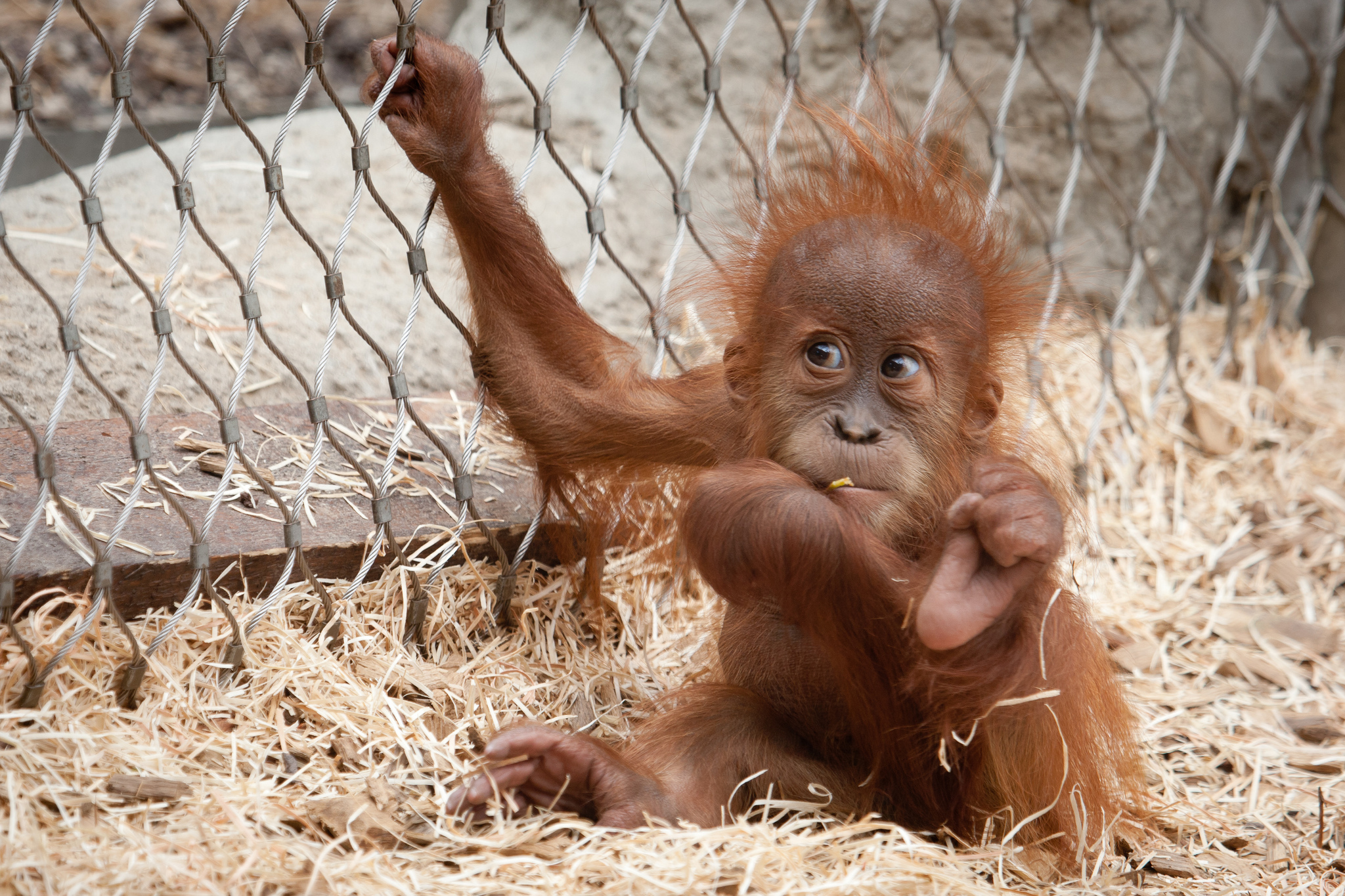 309415 baixar imagens animais, orangotango, macacos - papéis de parede e protetores de tela gratuitamente