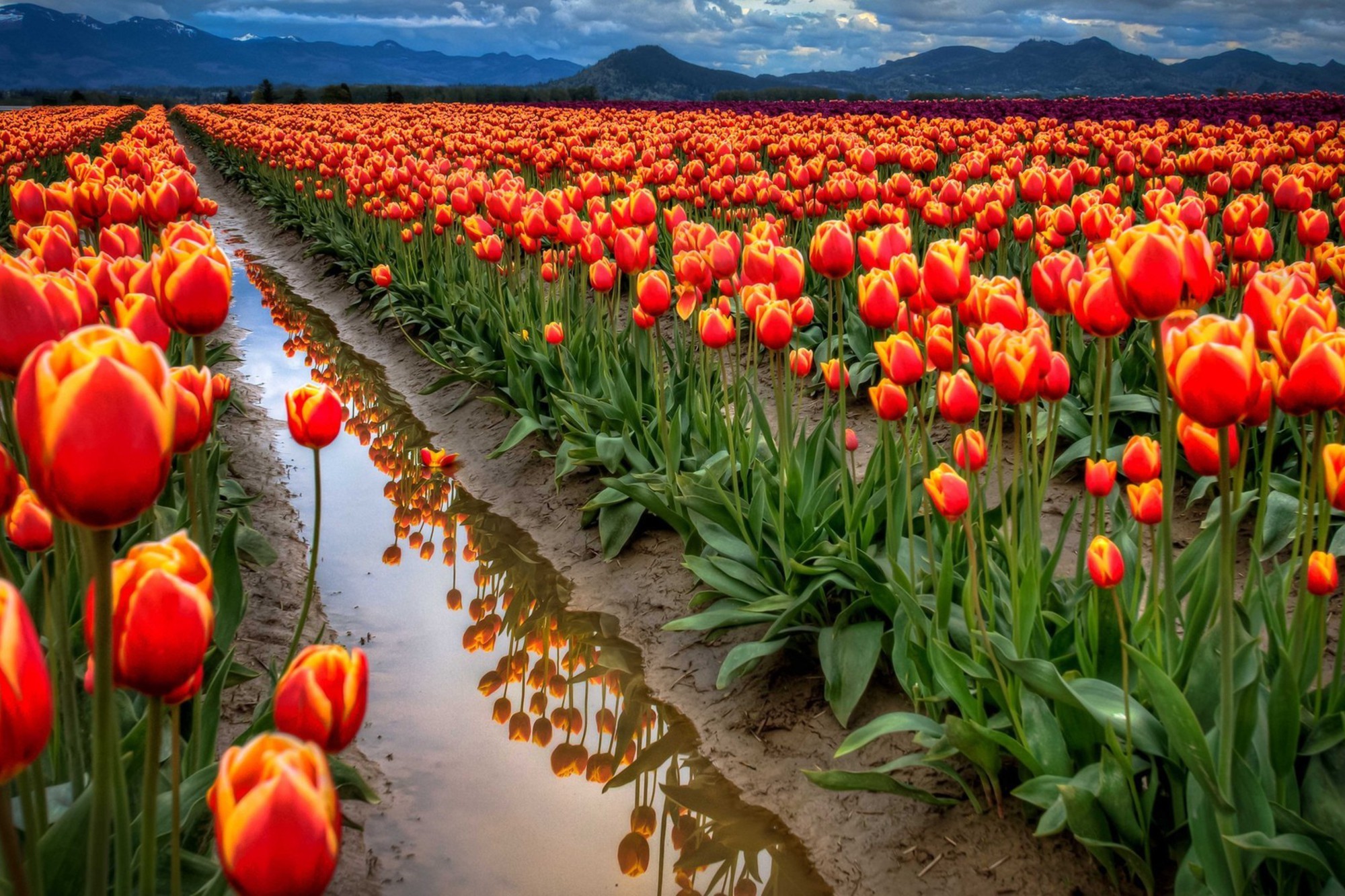 Laden Sie das Blumen, Blume, Feld, Tulpe, Erde/natur, Orangene Blume-Bild kostenlos auf Ihren PC-Desktop herunter