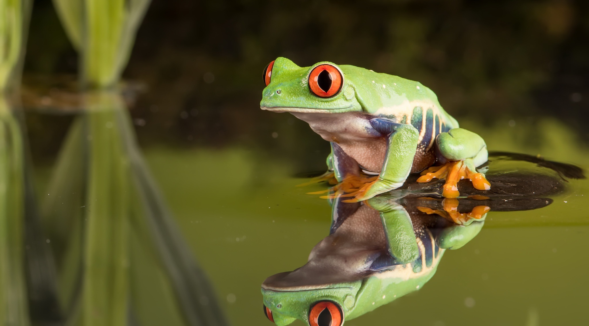 Download mobile wallpaper Frogs, Reflection, Animal, Frog, Amphibian, Tree Frog, Red Eyed Tree Frog for free.