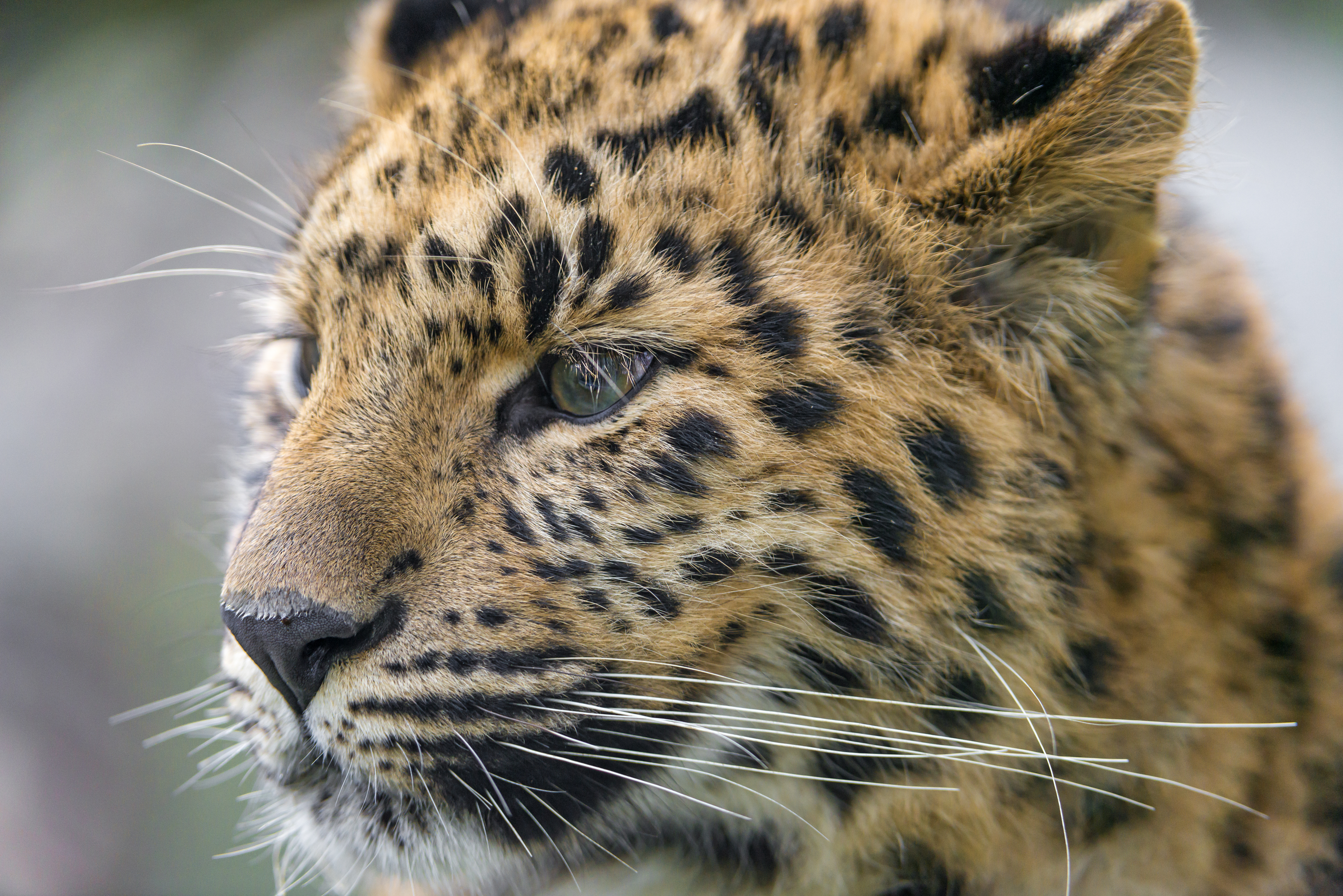 Descarga gratuita de fondo de pantalla para móvil de Animales, Gatos, Leopardo, Cabeza, Macrofotografía.