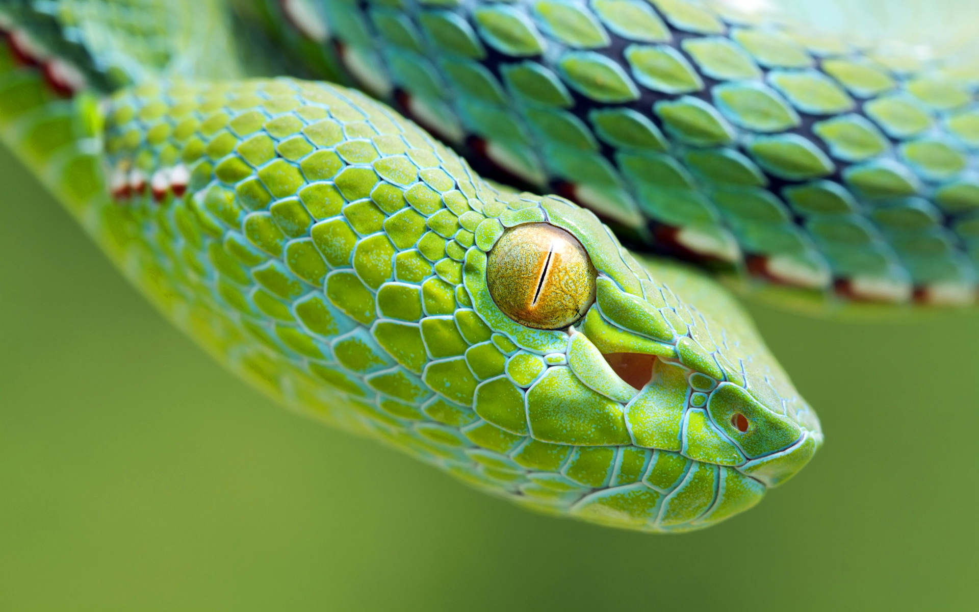 Téléchargez des papiers peints mobile Serpent, Reptiles, Animaux gratuitement.